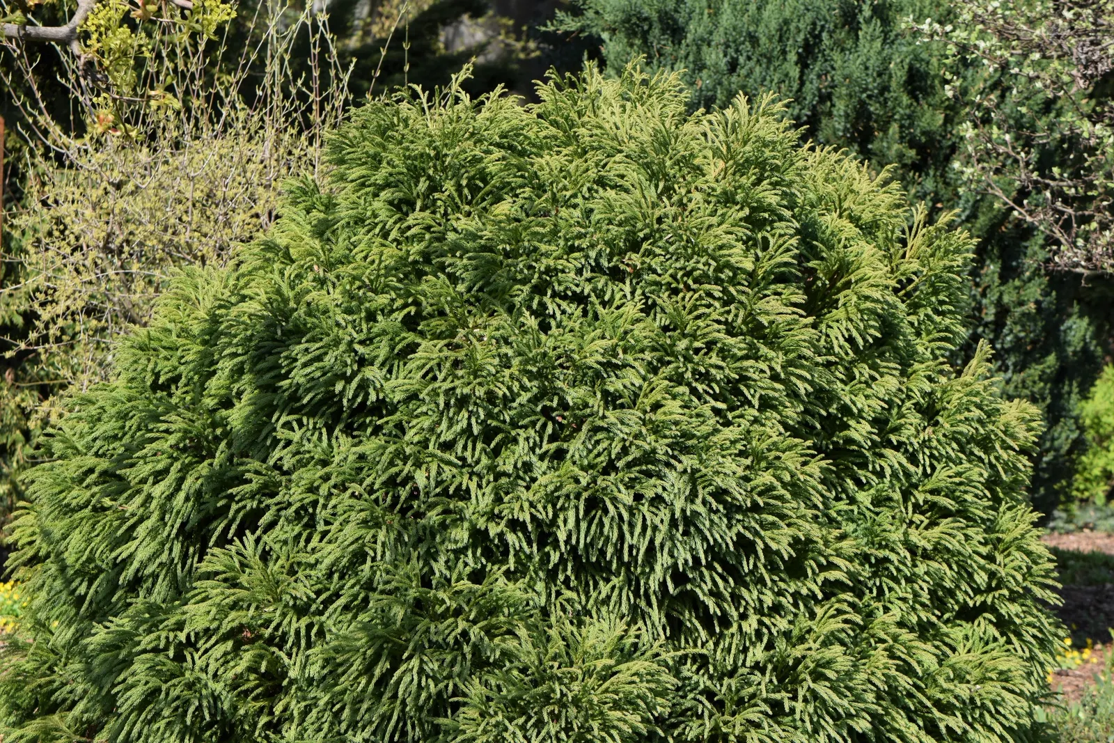 Japanese Cedar (Cryptomeria Japonica) — with a broad canopy spread of 20 to 30 feet when mature; with proper care and situational awareness