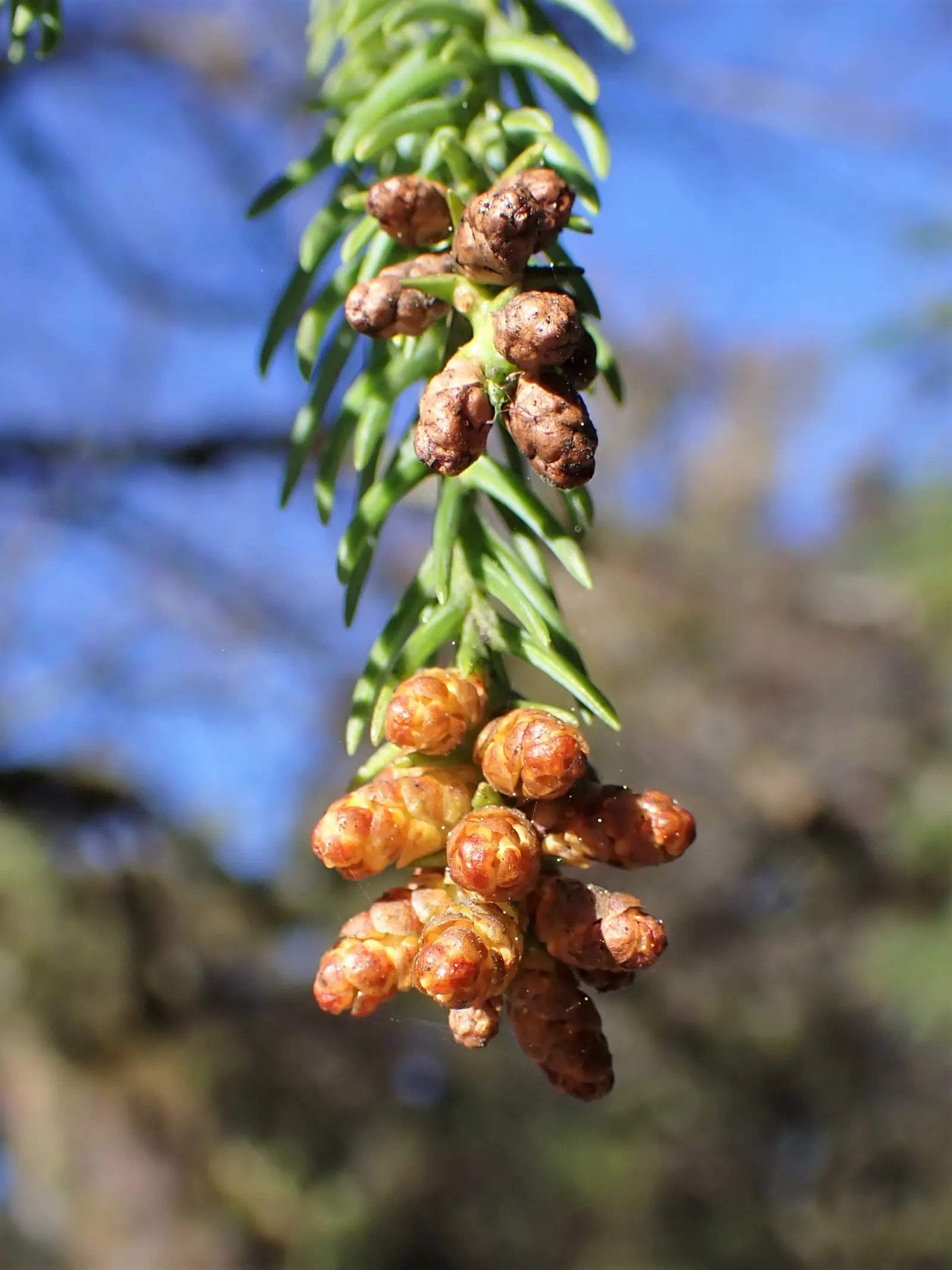 Japanese Cedar (Cryptomeria Japonica) — Its needle-like leaves exhibit a rich green hue, turning bronze in cold weather; is a stately evergreen, image 50