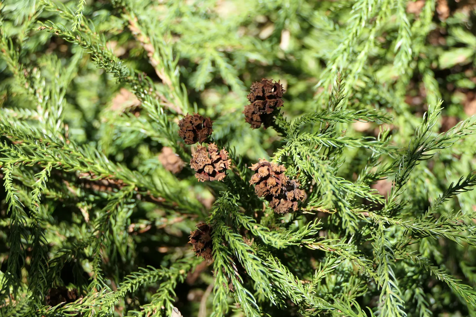 Japanese Cedar (Cryptomeria Japonica) — adopting a bronzy hue in colder months; reaching up to 60 feet in height and 20-30 feet in spread