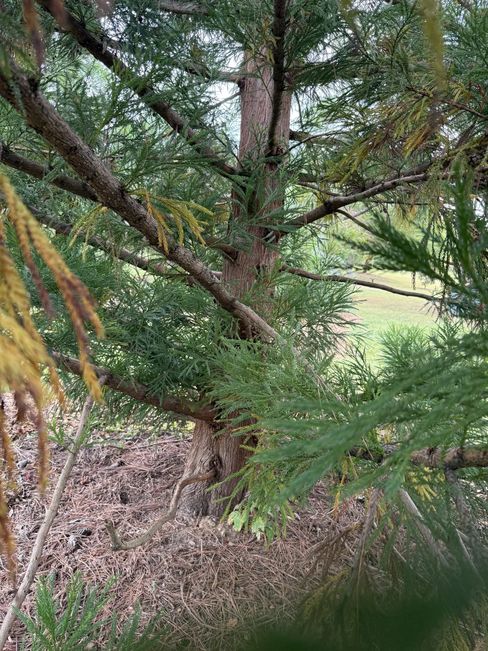 Japanese Cedar (Cryptomeria Japonica) — commonly known as Japanese Cedar