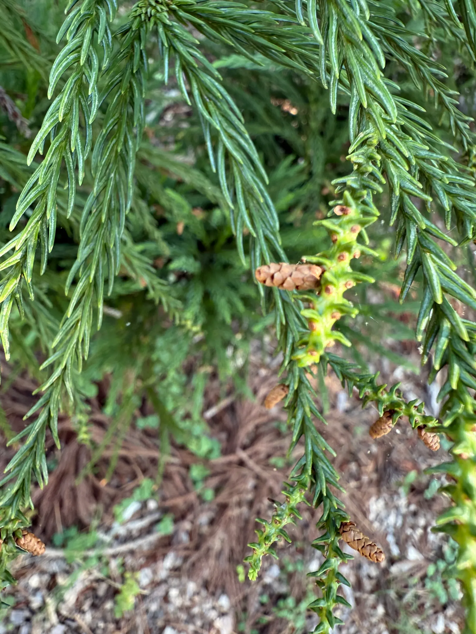 Japanese Cedar (Cryptomeria Japonica) — is a stately evergreen conifer with a pyramidal form; soft needles spiraling around the stems