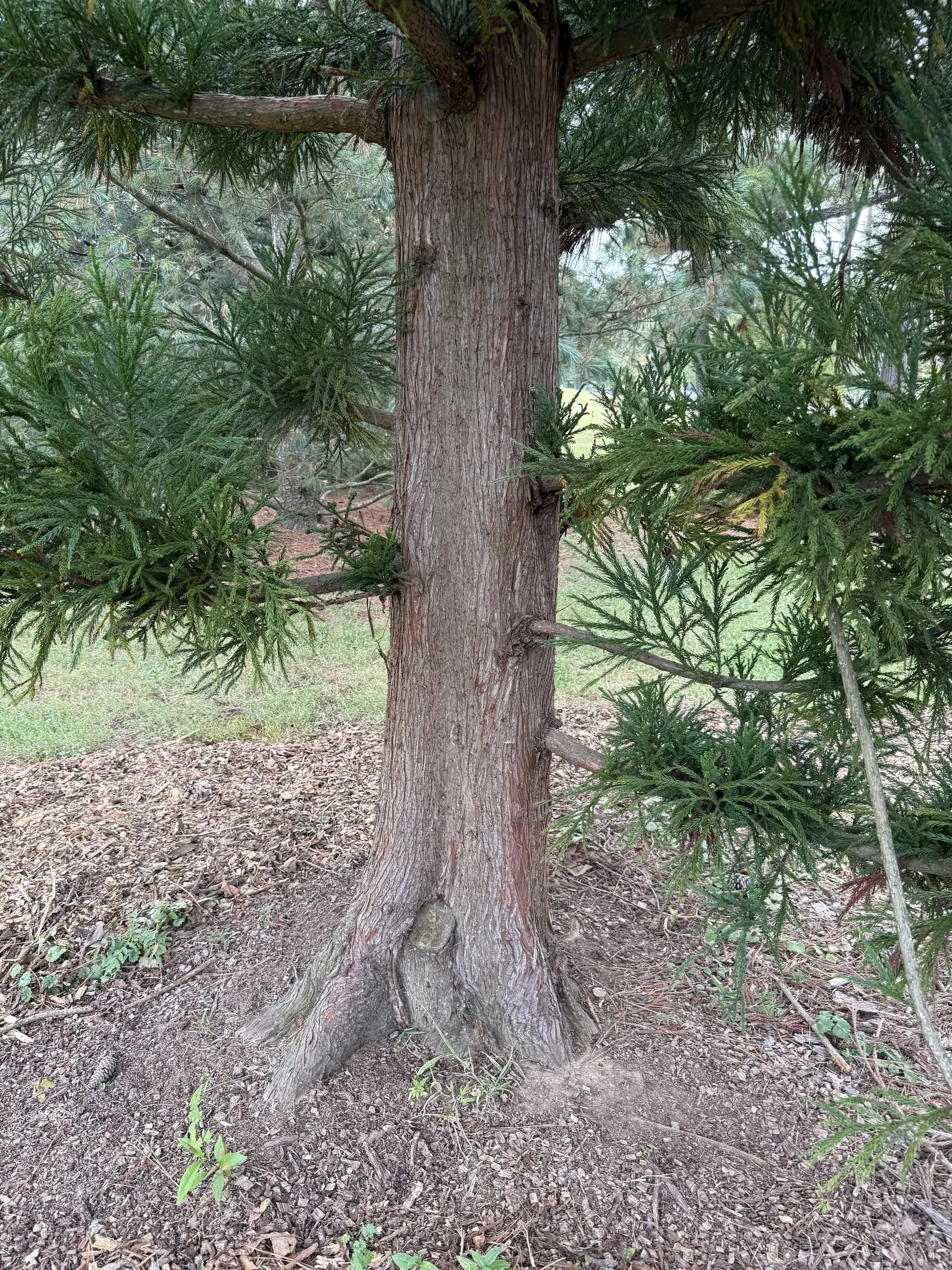 Japanese Cedar (Cryptomeria Japonica) — Its reddish-brown, exfoliating bark and tiered branches add year-round interest to landscapes