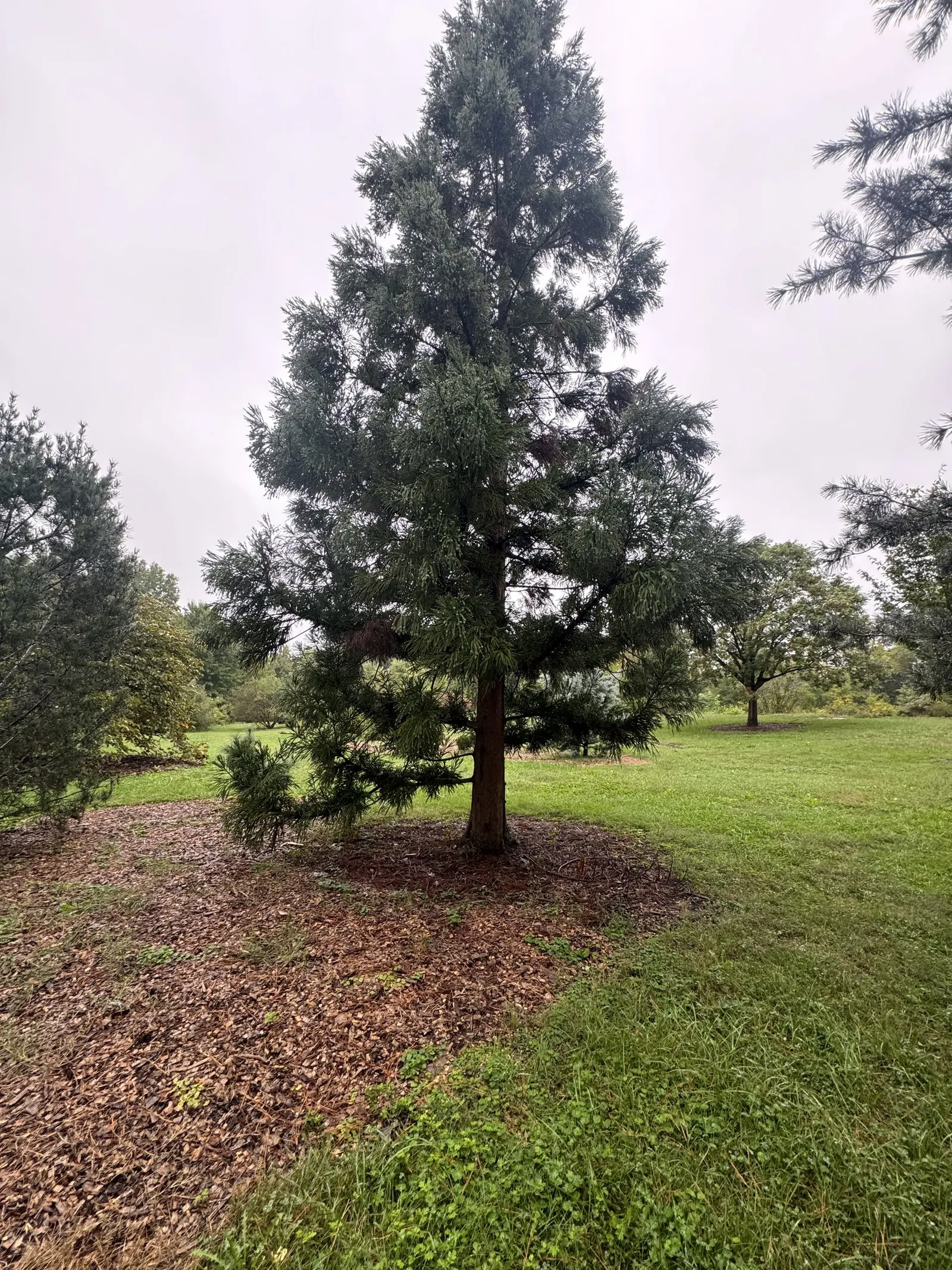 Japanese Cedar (Cryptomeria Japonica) — the Japanese Cedar thrives in full sun to partial shade; it prefers moist, well-draining soil with an, image 62