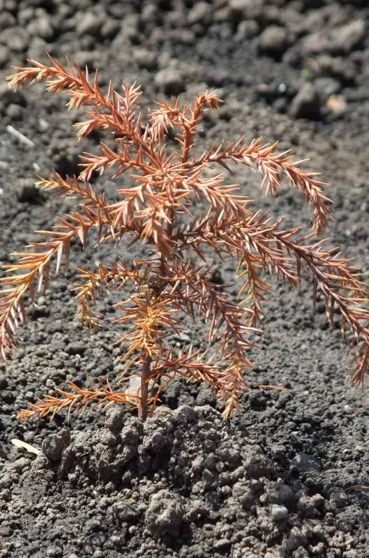 Japanese Cedar (Cryptomeria Japonica) — this elegant tree can be a long-lived and captivating element in your landscape; these needles undergo a seasonal