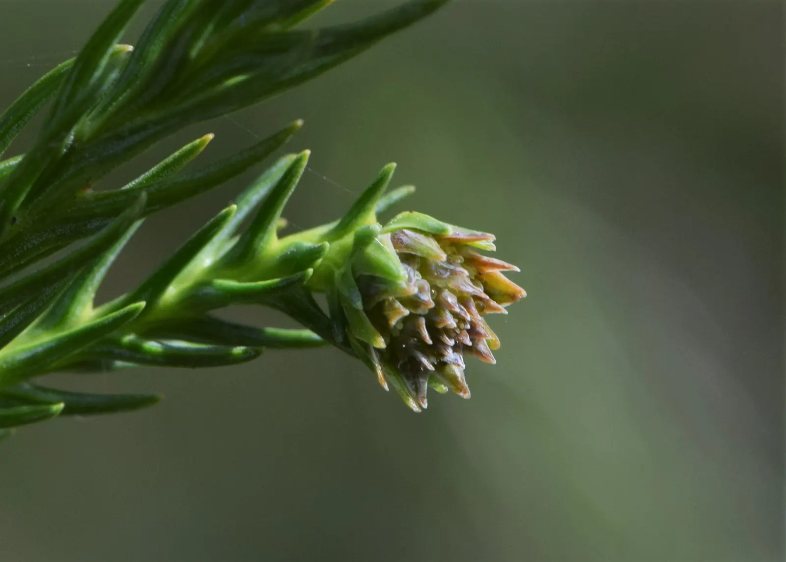 Japanese Cedar (Cryptomeria Japonica) — this tree can reach impressive heights ranging from 50 to 60 feet