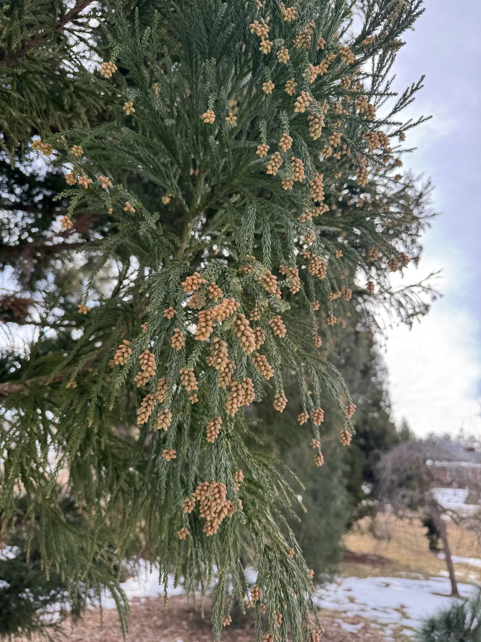 Japanese Cedar (Cryptomeria Japonica) — reaching up to 60 feet in height and 20-30 feet in spread; when selecting a site for planting, ensure ample, image 49