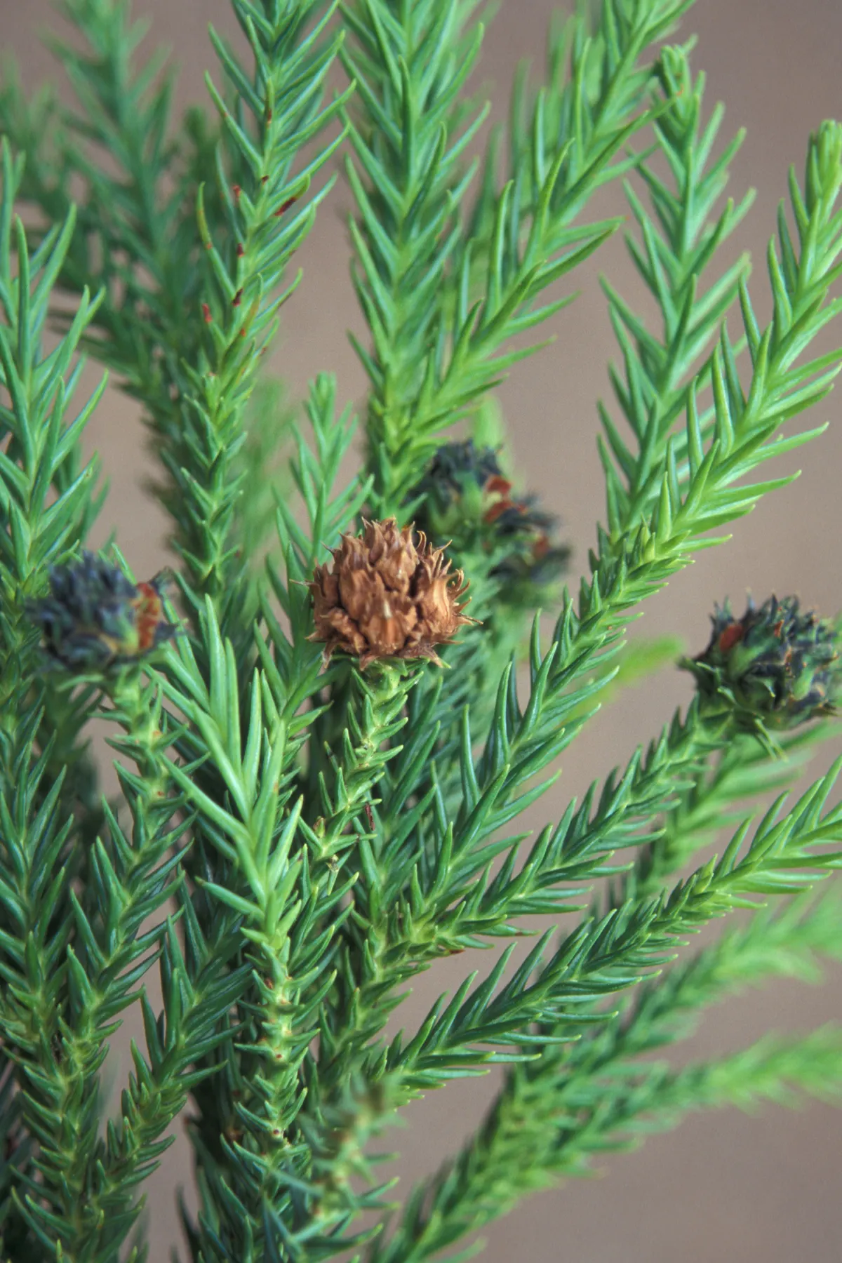 Japanese Cedar (Cryptomeria Japonica) — Often used for creating picturesque landscapes