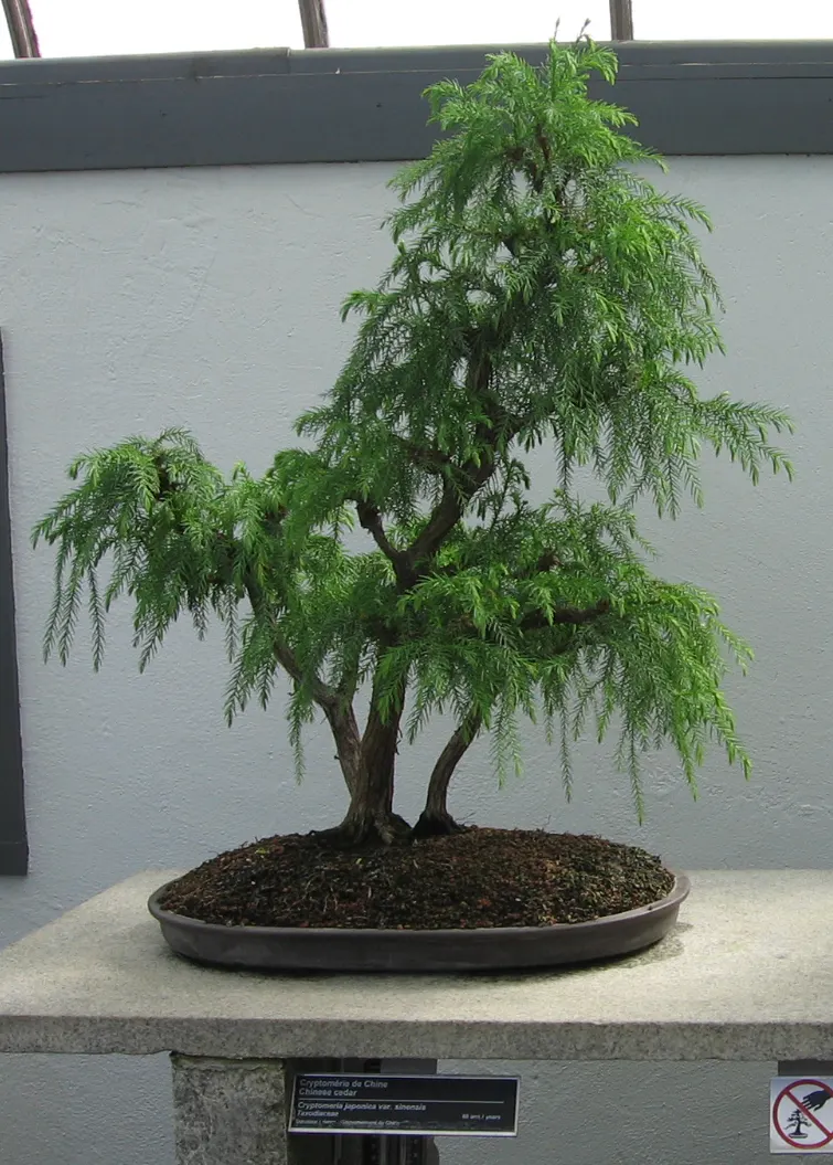 Japanese Cedar (Cryptomeria Japonica) — Its needle-like leaves exhibit a rich green hue, turning bronze in cold weather
