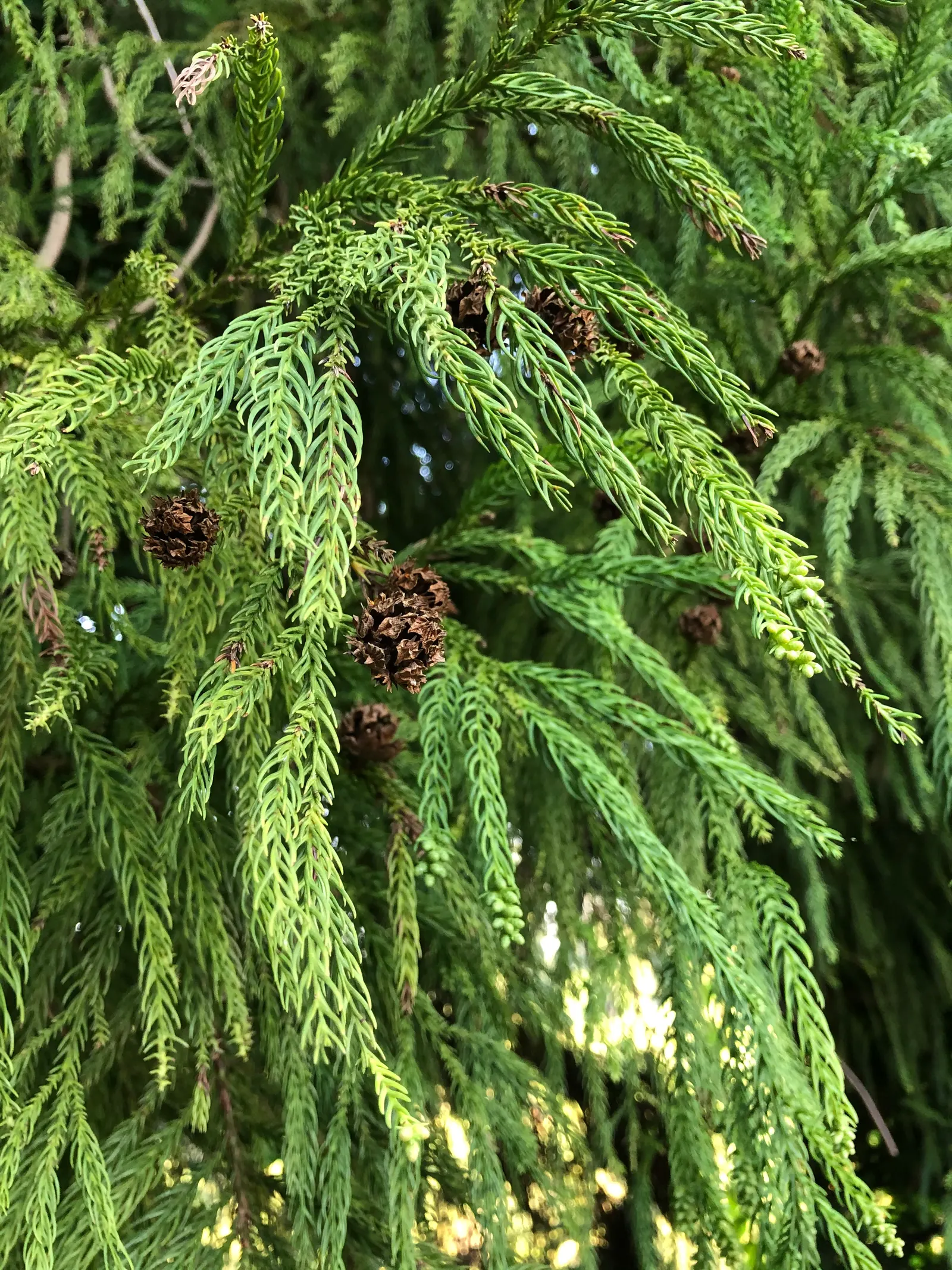 Japanese Cedar (Cryptomeria Japonica) — this tree can reach impressive heights ranging from 50 to 60 feet; adopting a bronzy hue in colder months