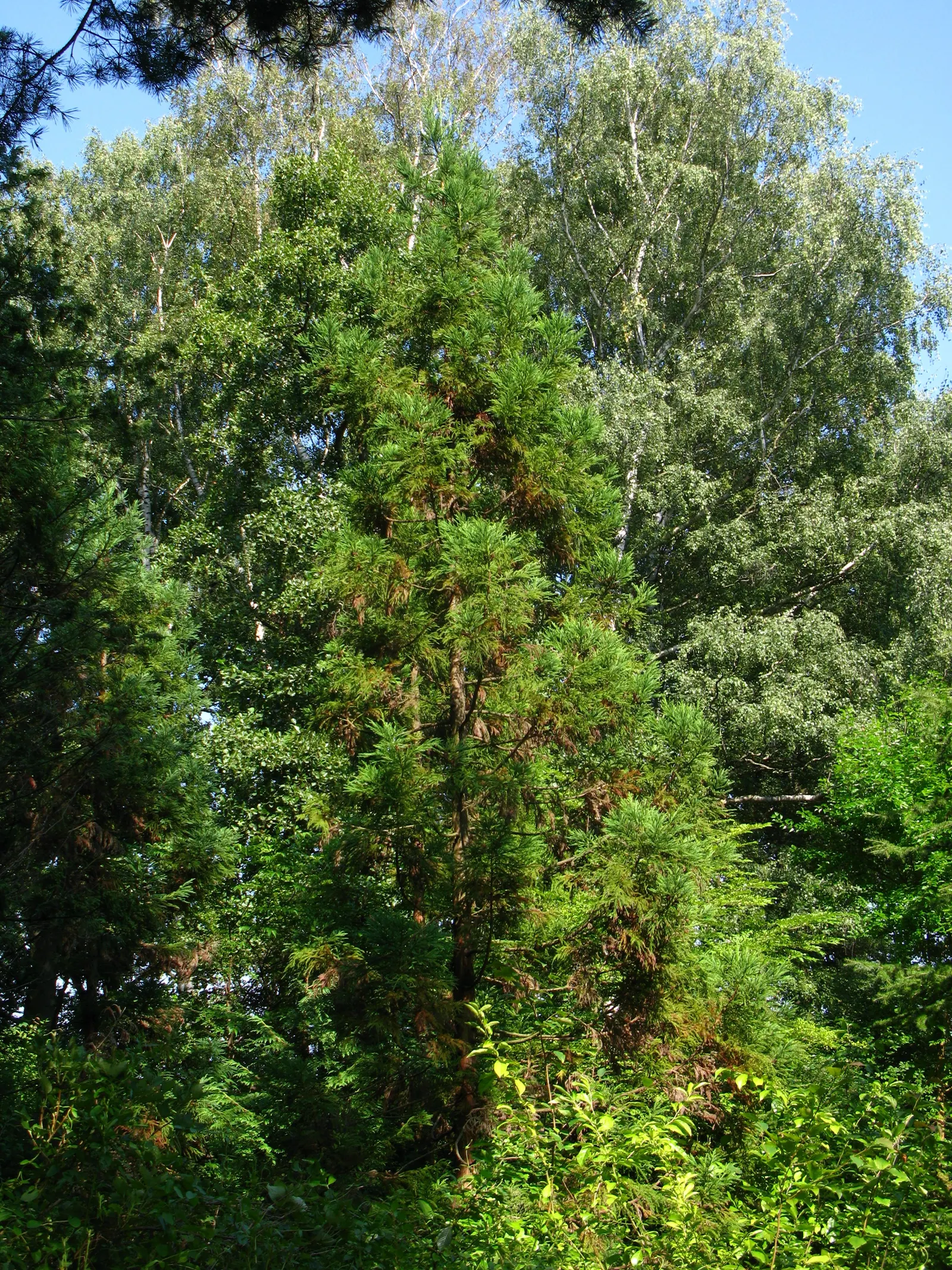 Japanese Cedar (Cryptomeria Japonica) — Preferring full sun to partial shade, this monotypic genus thrives in moist, well-drained soils; this tree, image 51