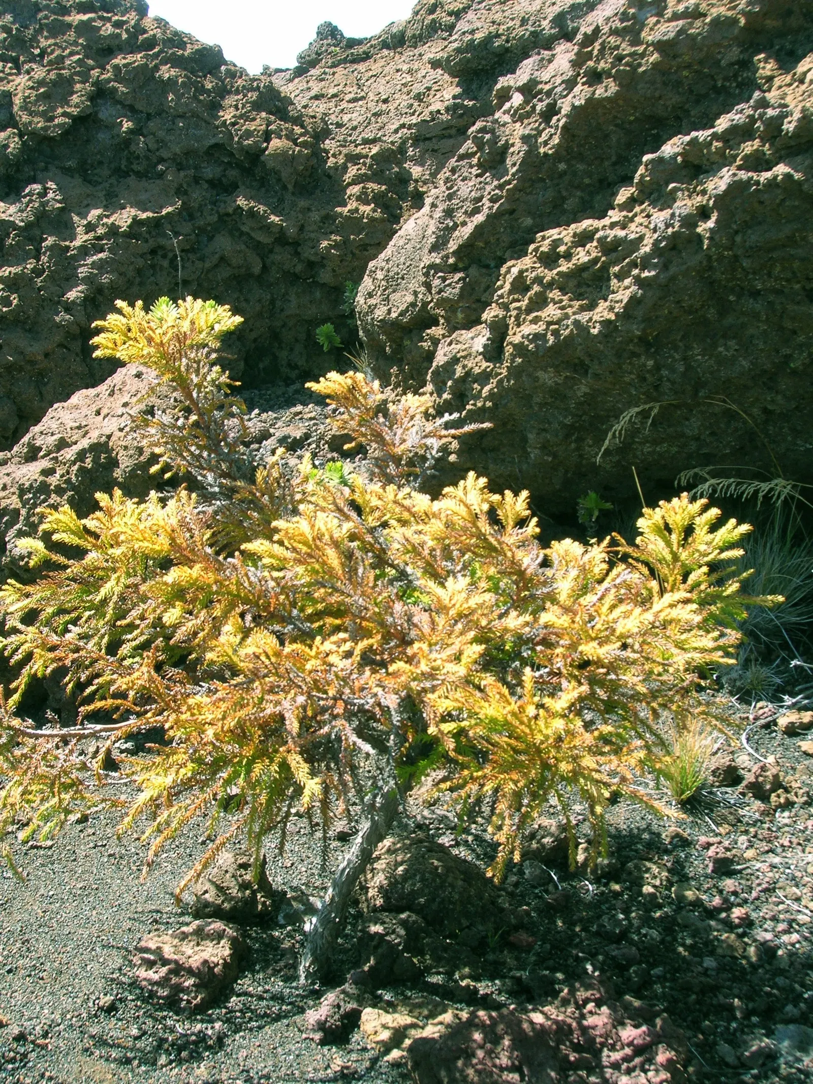 Japanese Cedar (Cryptomeria Japonica) — soft needles spiraling around the stems; preferring full sun to partial shade, this monotypic genus thrives in moist