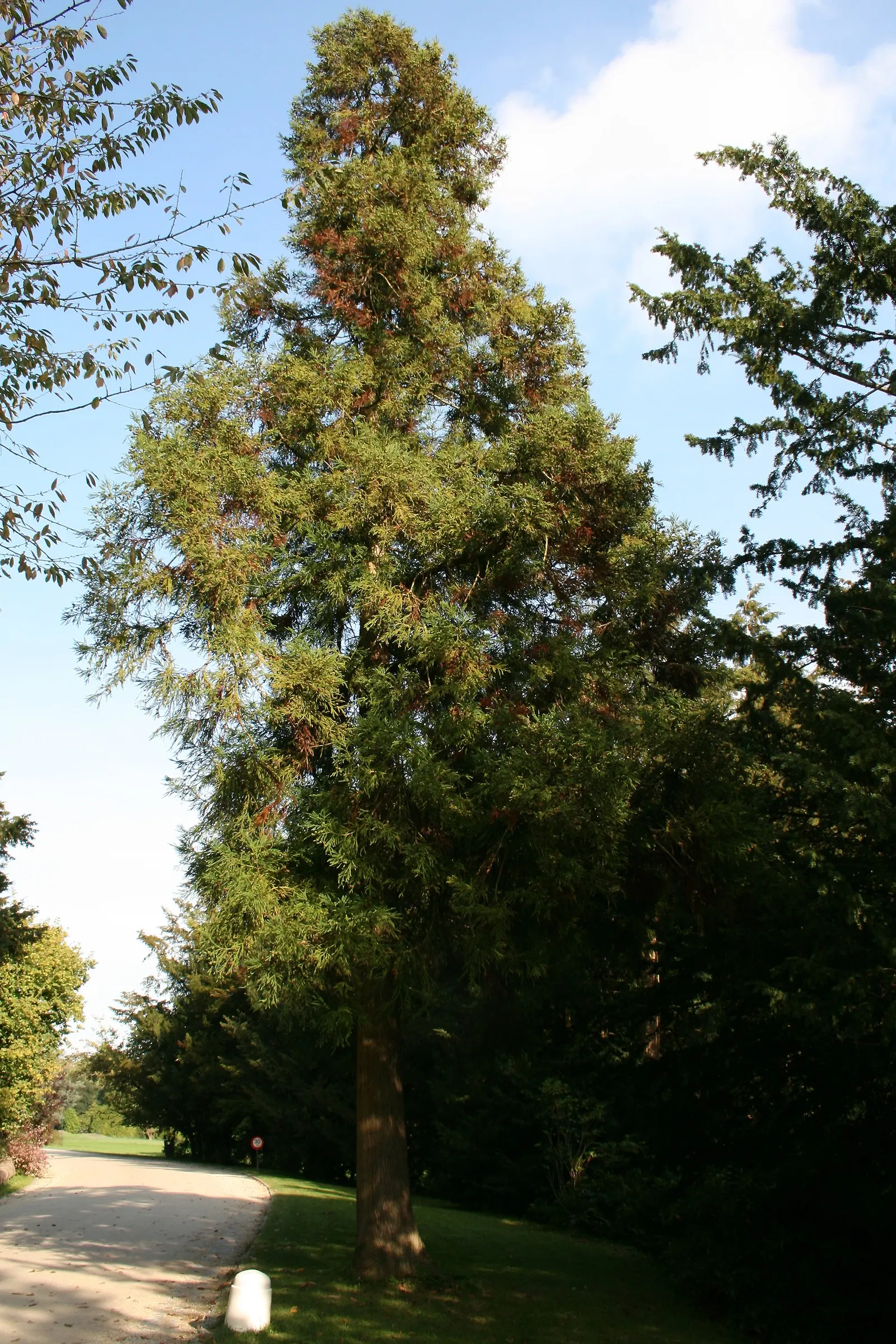 Japanese Cedar (Cryptomeria Japonica) — Cryptomeria japonica serves as an excellent privacy screen or windbreak due to its dense growth habit, image 65