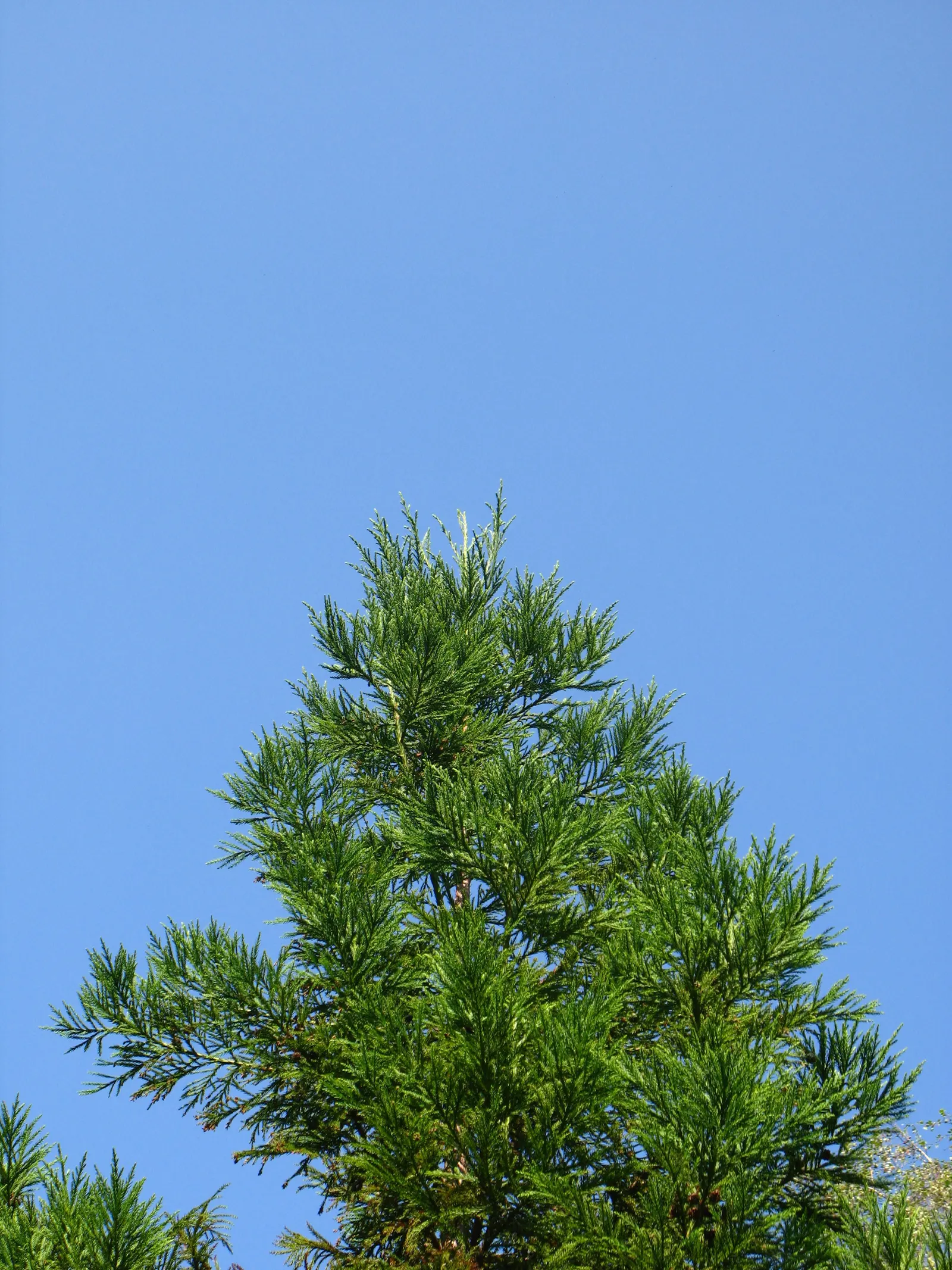 Japanese Cedar (Cryptomeria Japonica) — adding year-round interest to the landscape.<br><br>Suitable for USDA hardiness zones 5 through 9; with a, image 61
