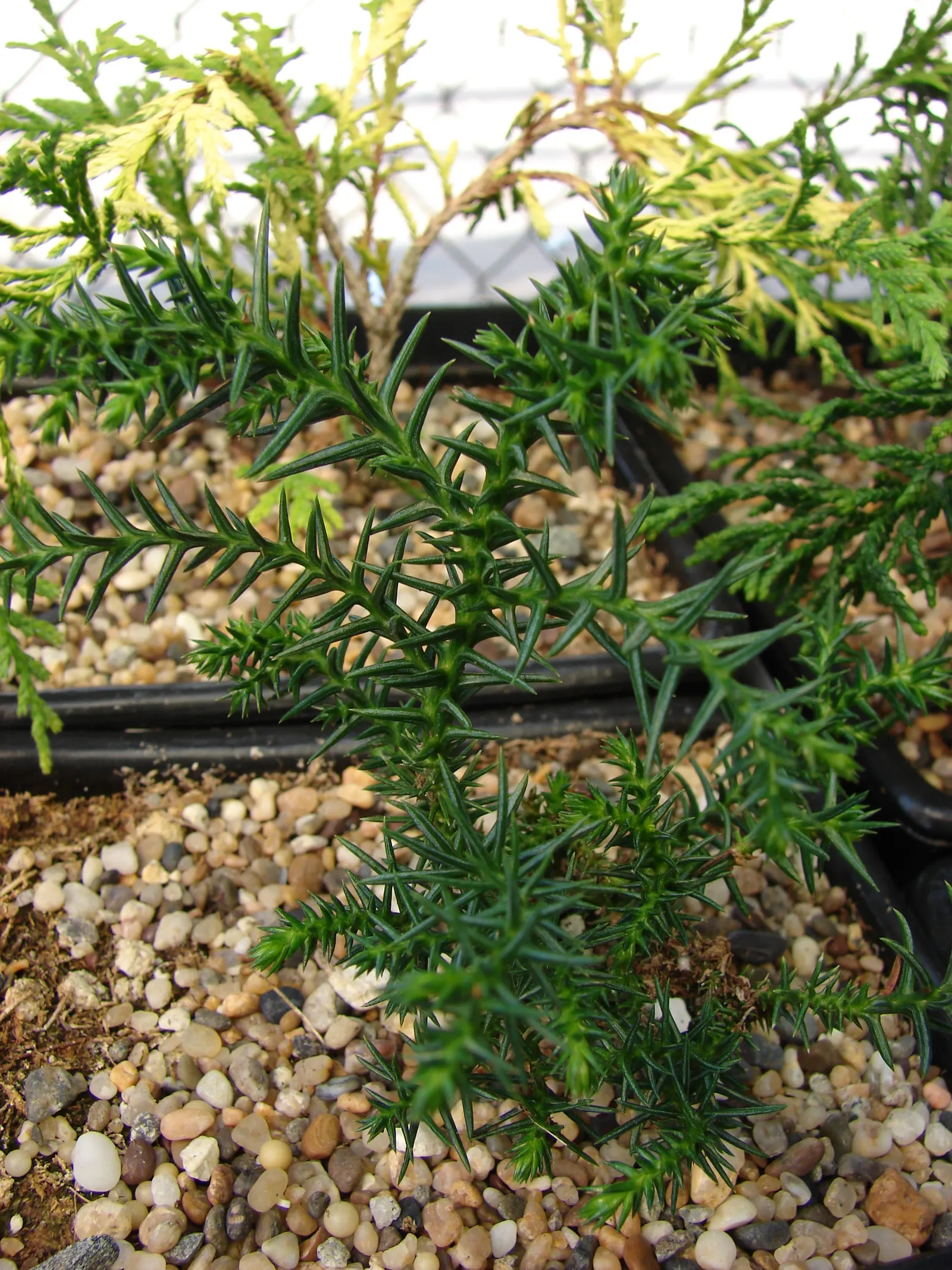Japanese Cedar (Cryptomeria Japonica) — is a majestic evergreen tree that hails from Japan and is renowned for its tall; conifer / tree for full