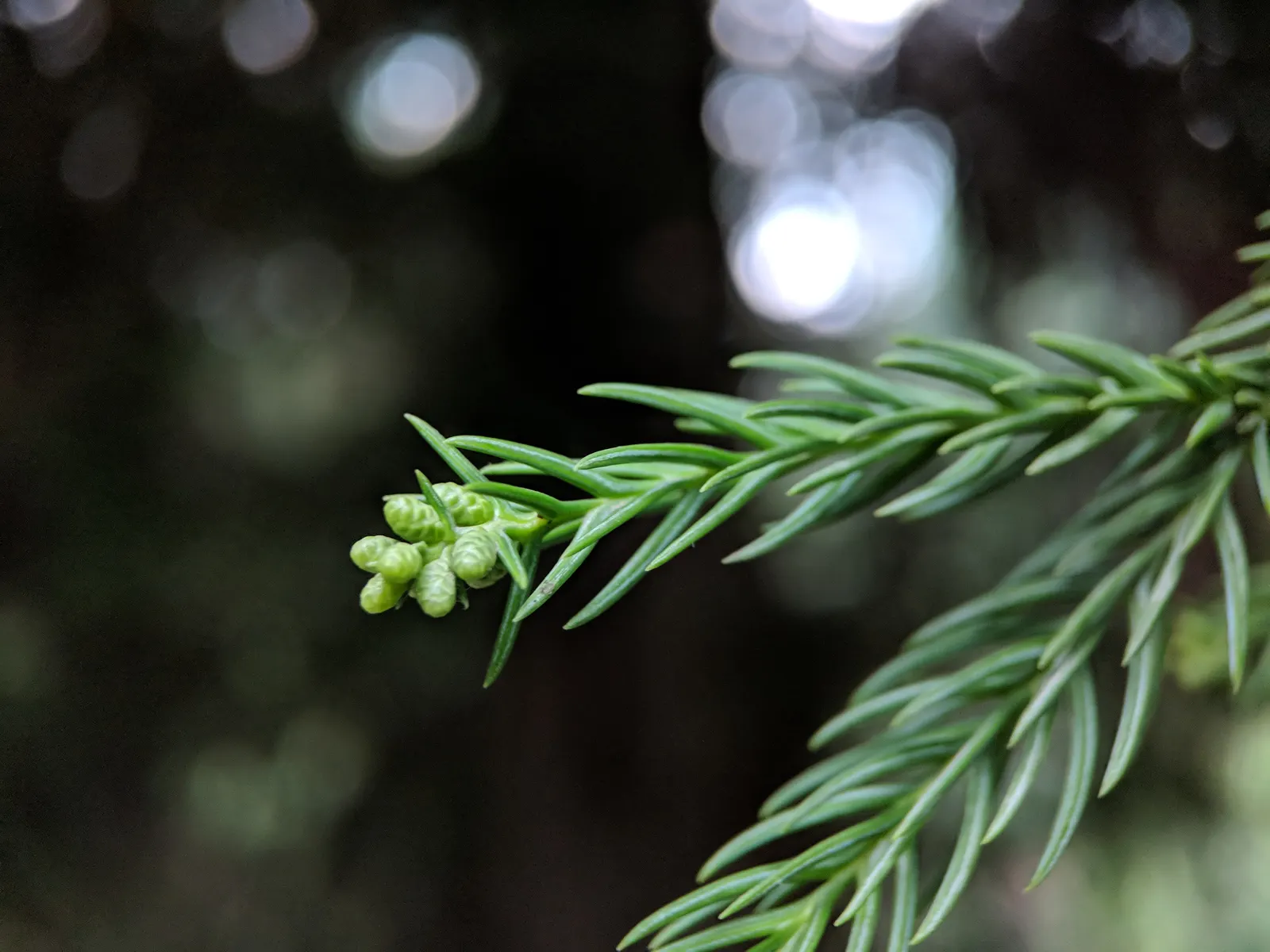 Japanese Cedar (Cryptomeria Japonica) — this tree can reach impressive heights ranging from 50 to 60 feet; adopting a bronzy hue in colder months, image 55