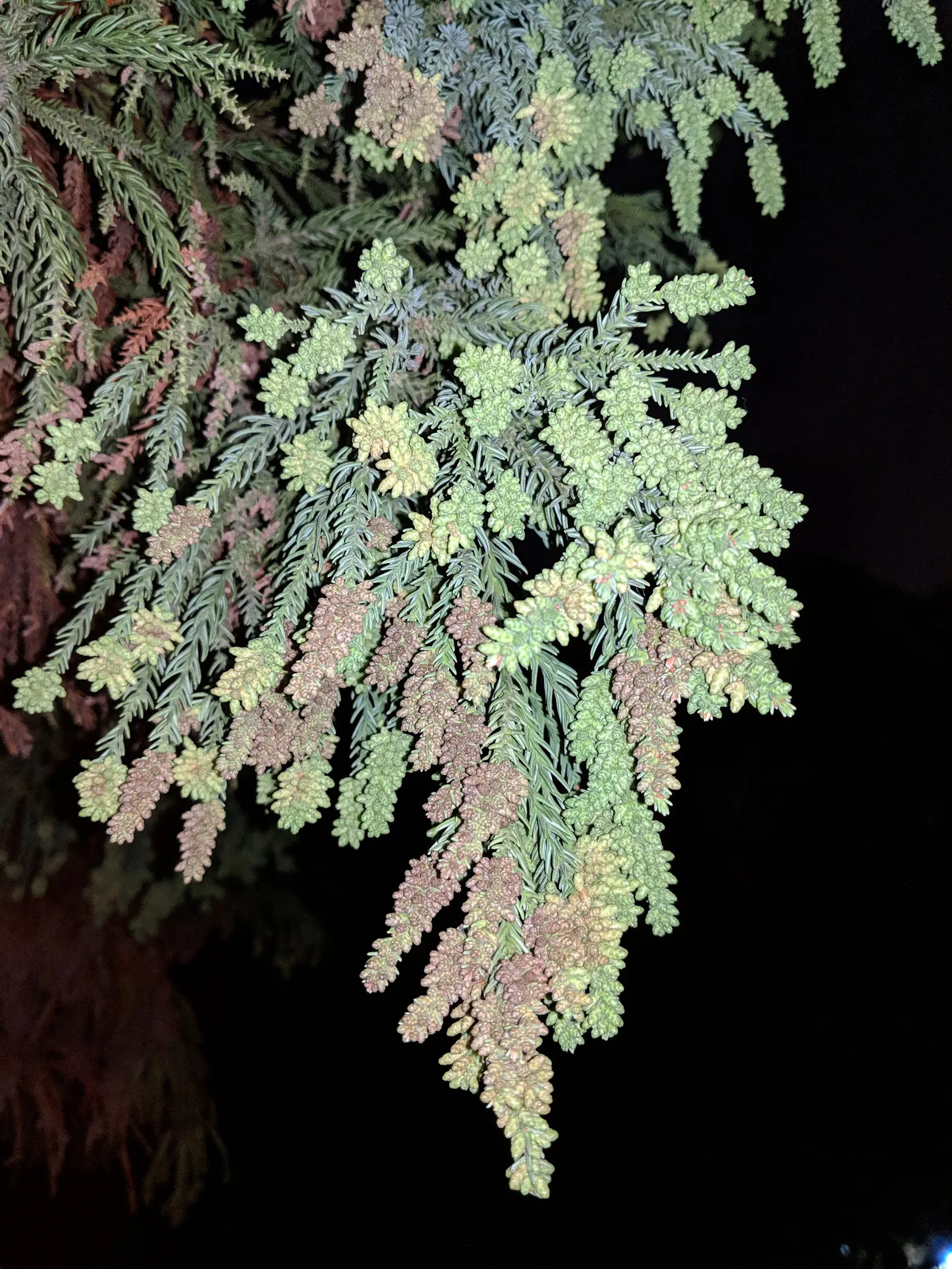Japanese Cedar (Cryptomeria Japonica) — It prefers moist, well-draining soil with an acidic to neutral pH; commonly known as Japanese Cedar