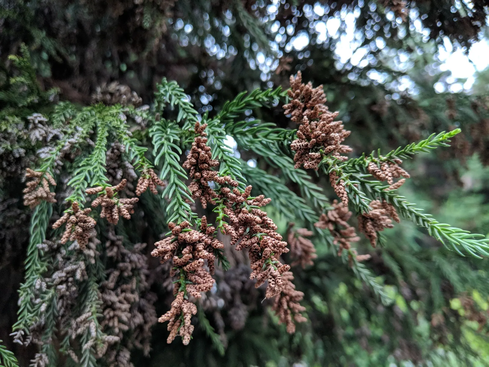 Japanese Cedar (Cryptomeria Japonica) — Its reddish-brown, exfoliating bark and tiered branches add year-round interest to landscapes; the Japanese Cedar