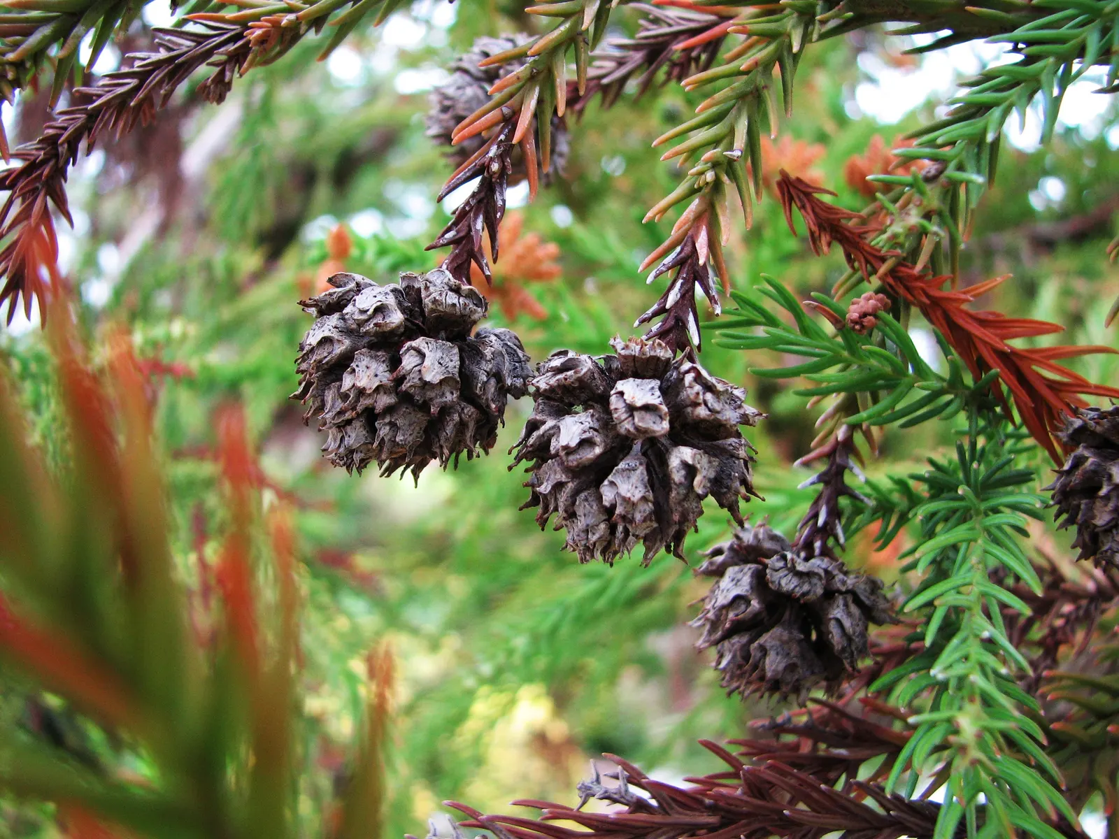 Japanese Cedar (Cryptomeria Japonica) — the Japanese Cedar thrives in full sun to partial shade; it prefers moist, well-draining soil with an acidic to neutral