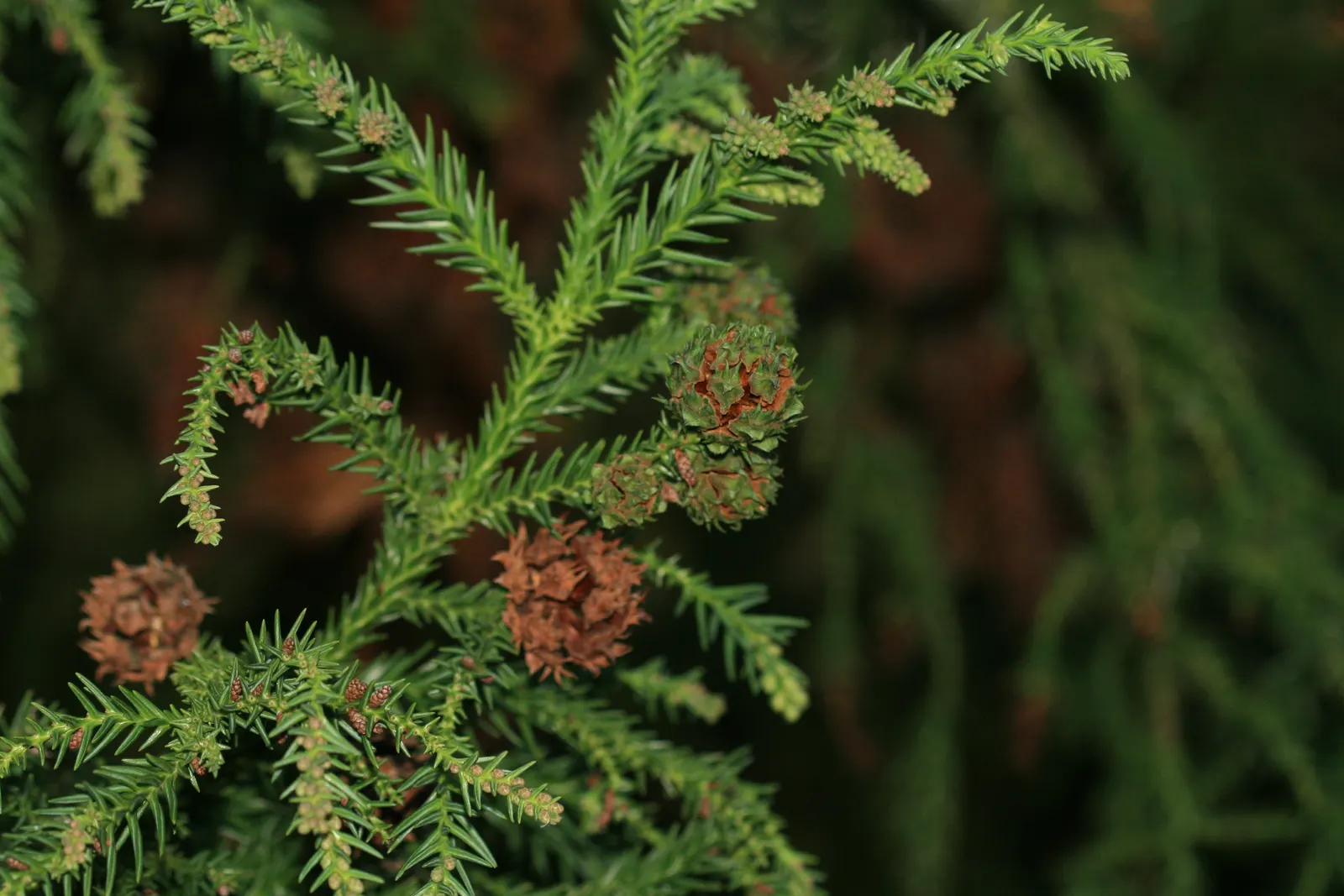Japanese Cedar (Cryptomeria Japonica) — When selecting a site for planting, ensure ample space is provided to accommodate its potential size; often used for