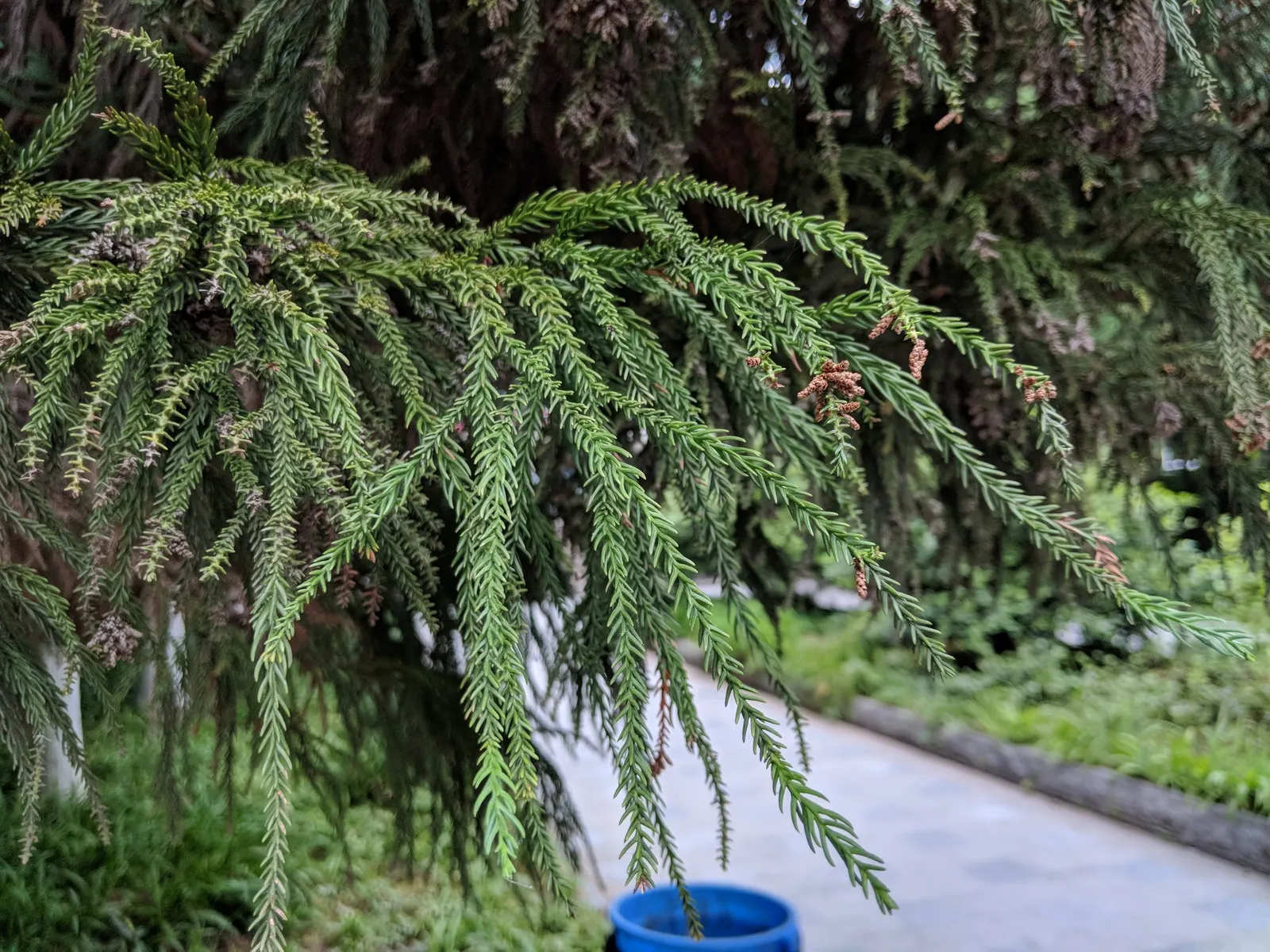 Japanese Cedar (Cryptomeria Japonica) — commonly known as Japanese Cedar; its needle-like leaves exhibit a rich green hue, turning bronze in cold weather