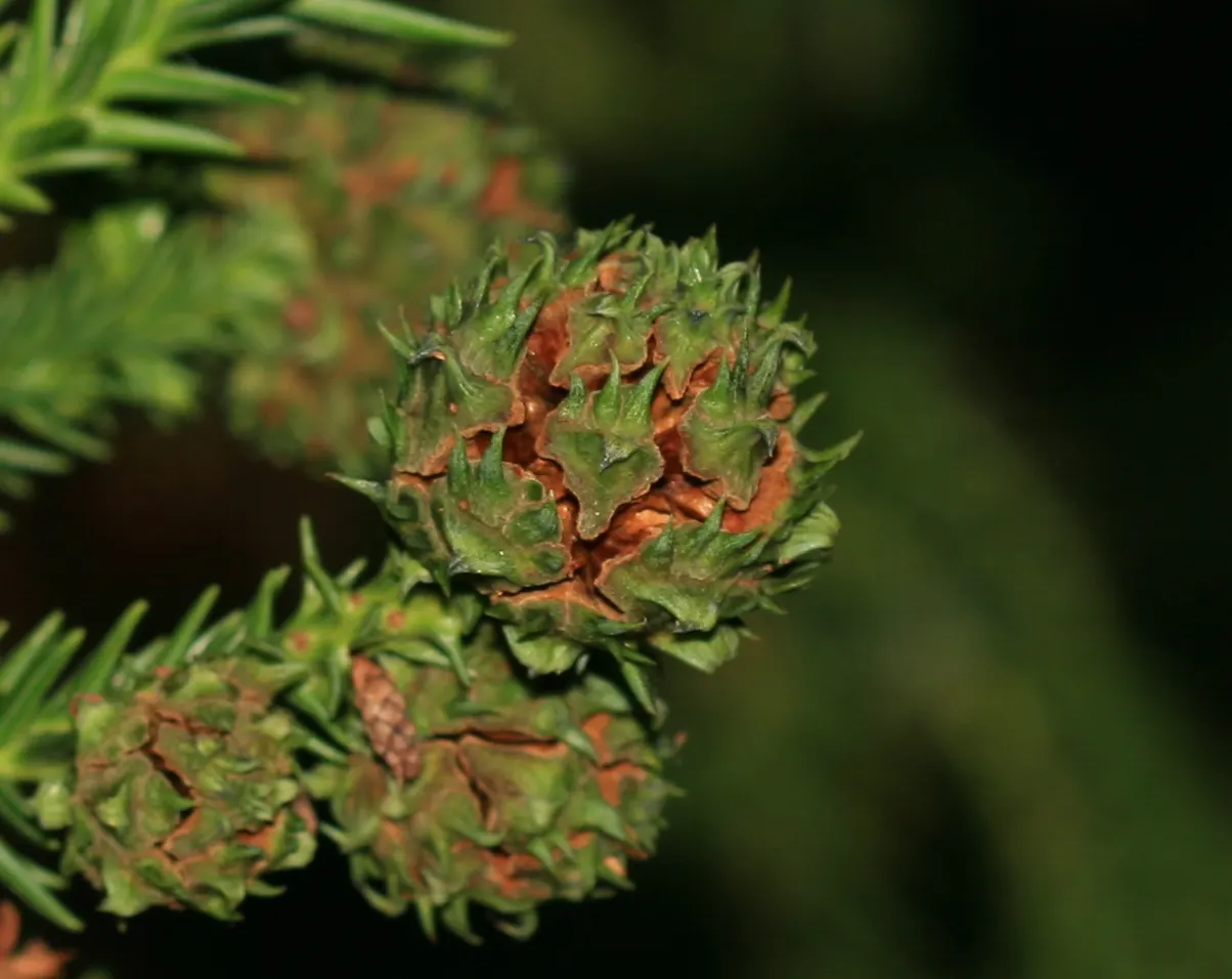 Japanese Cedar (Cryptomeria Japonica) — adopting a bronzy hue in colder months; reaching up to 60 feet in height and 20-30 feet in spread, image 60