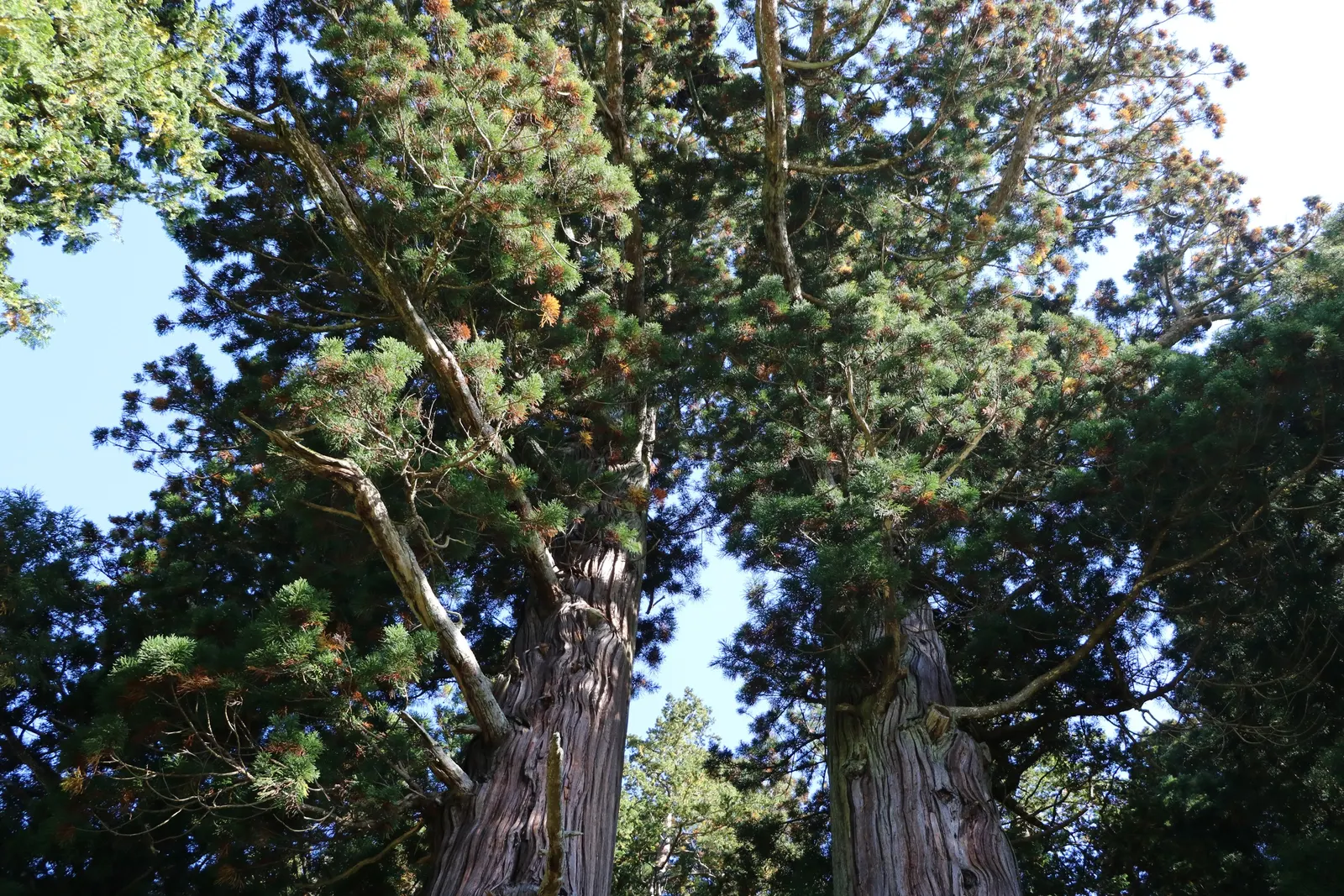 Japanese Cedar (Cryptomeria Japonica) — Cryptomeria japonica serves as an excellent privacy screen or windbreak due to its dense growth habit