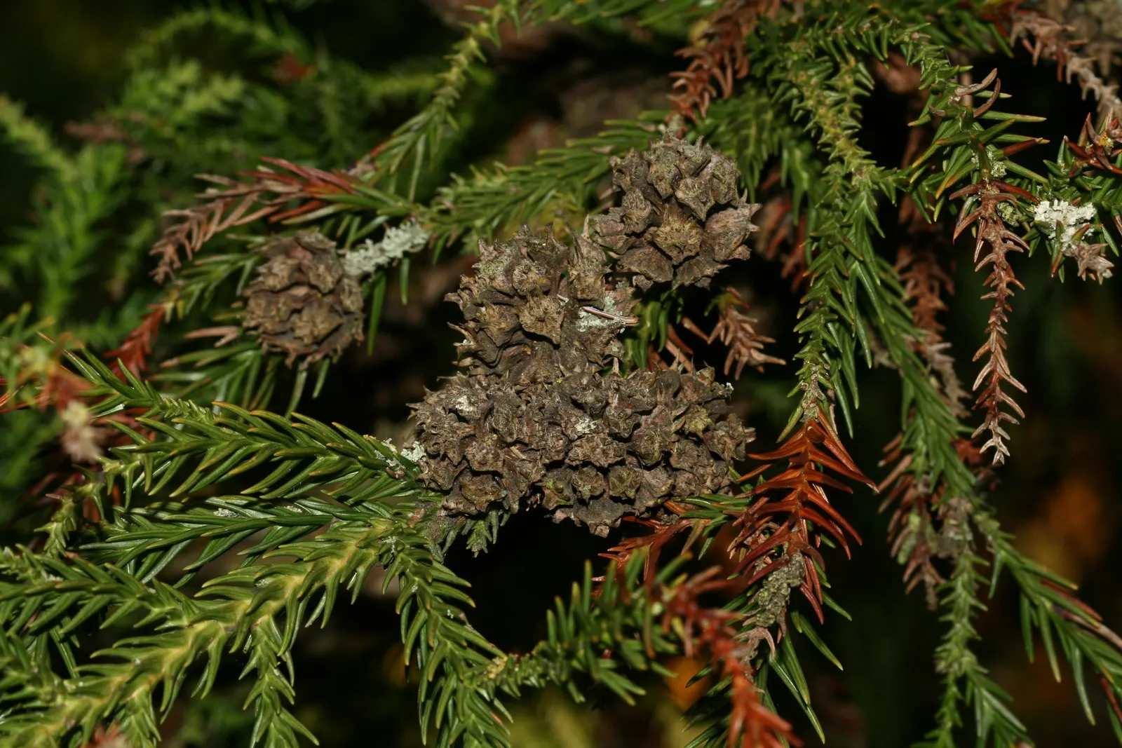 Japanese Cedar (Cryptomeria Japonica) — When selecting a site for planting, ensure ample space is provided to accommodate its potential size