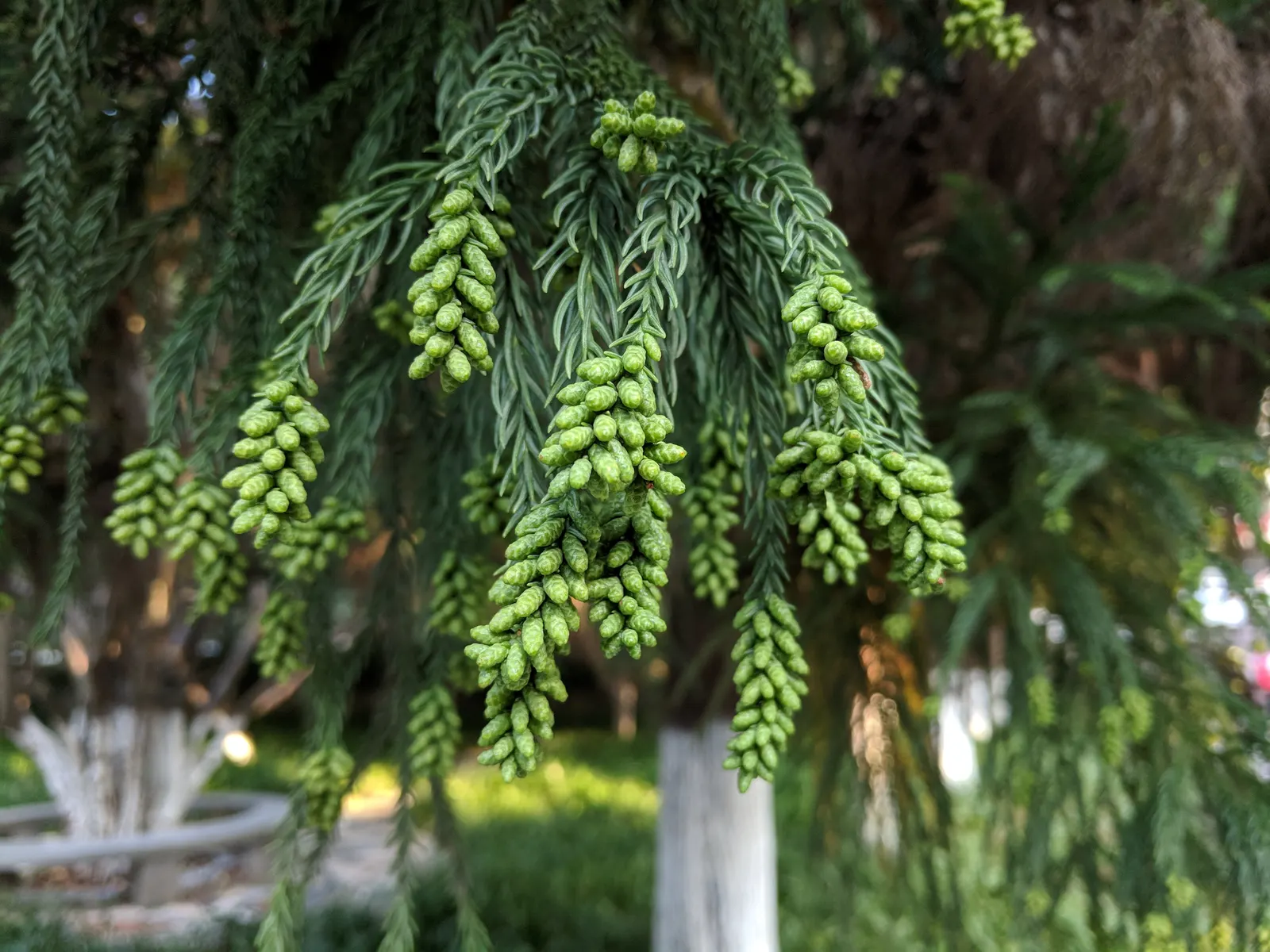 Japanese Cedar (Cryptomeria Japonica) — These needles undergo a seasonal transformation; cryptomeria japonica serves as an excellent privacy screen, image 59