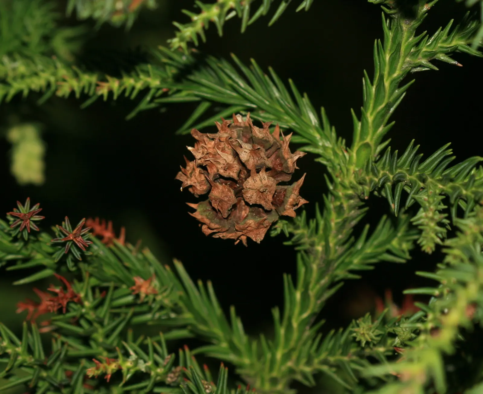 Japanese Cedar (Cryptomeria Japonica) — conifer / tree for full; its ability to resist deer browsing also makes it a practical choice for gardens in rural areas