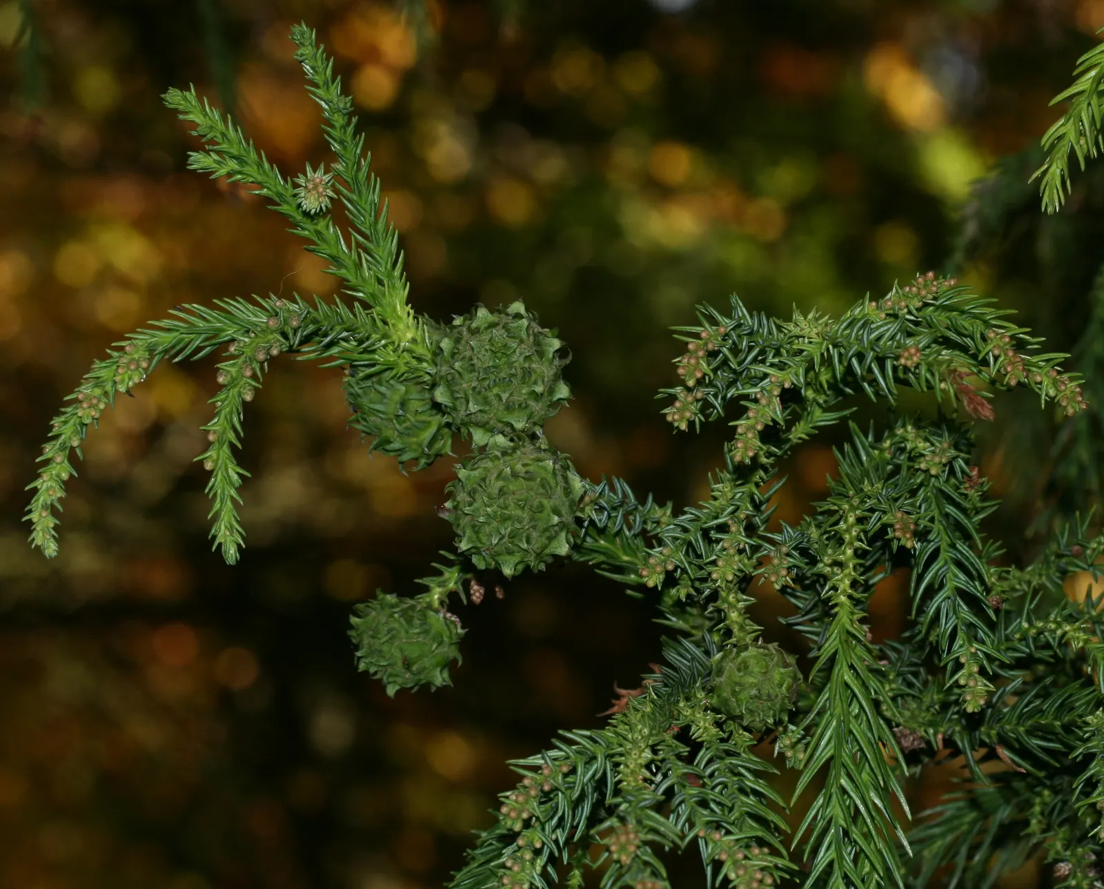 Japanese Cedar (Cryptomeria Japonica) — is a majestic evergreen tree that hails from Japan and is renowned for its tall
