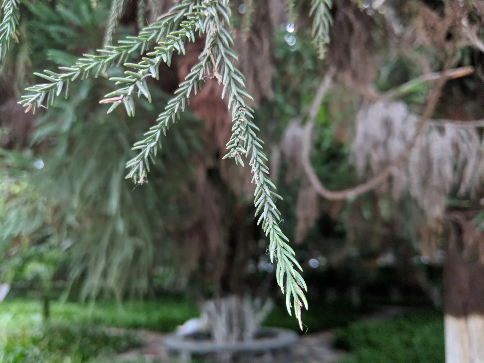 Japanese Cedar (Cryptomeria Japonica) — conifer / tree for full; its ability to resist deer browsing also makes it a practical choice for gardens, image 69