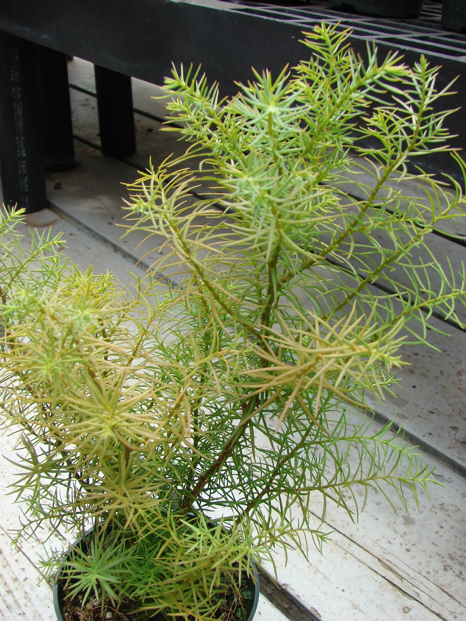 Japanese Cedar (Cryptomeria Japonica) — commonly known as Japanese Cedar; its needle-like leaves exhibit a rich green hue, turning bronze in cold, image 47