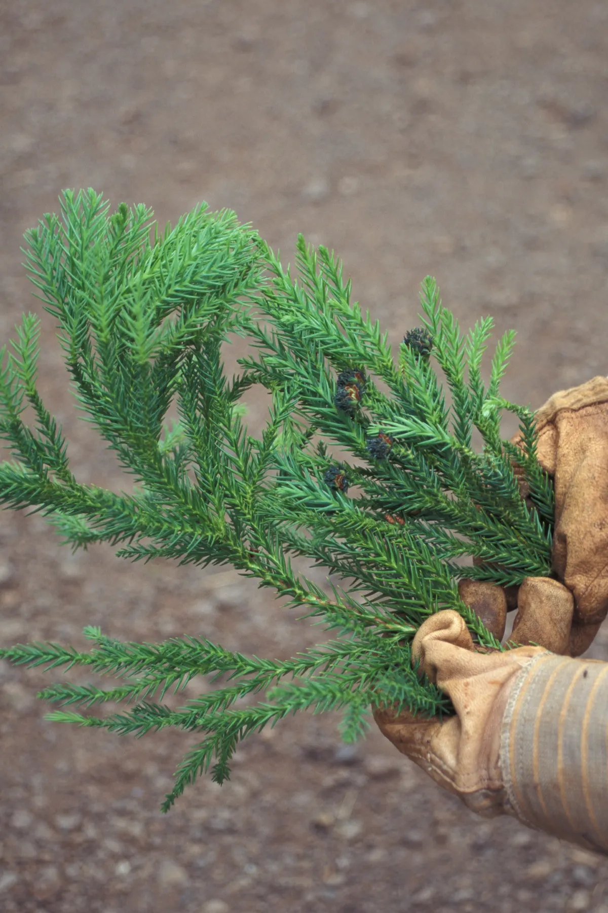 Japanese Cedar (Cryptomeria Japonica) — These needles undergo a seasonal transformation