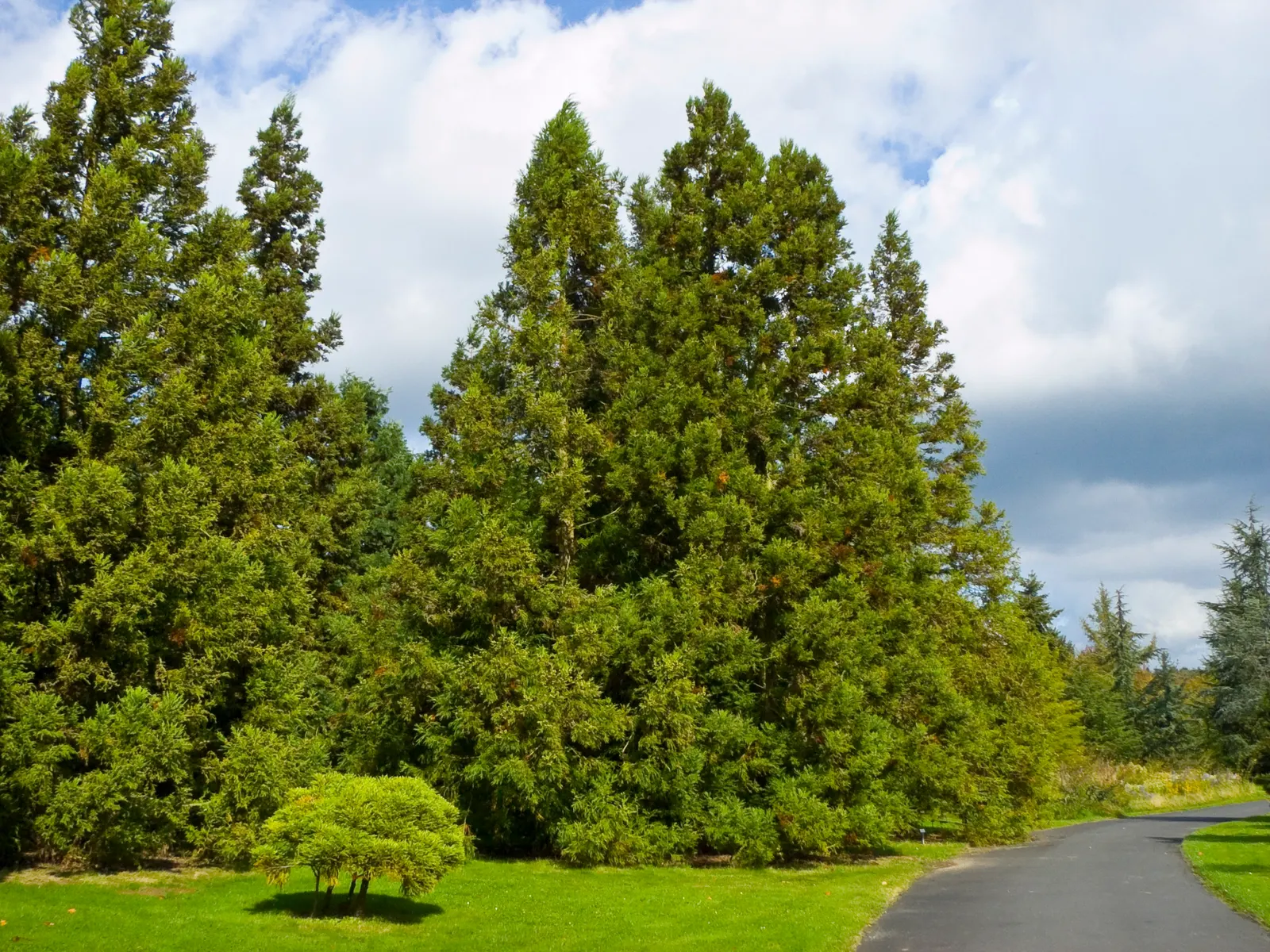 Japanese Cedar (Cryptomeria Japonica) — with a broad canopy spread of 20 to 30 feet when mature; with proper care and situational awareness, image 56