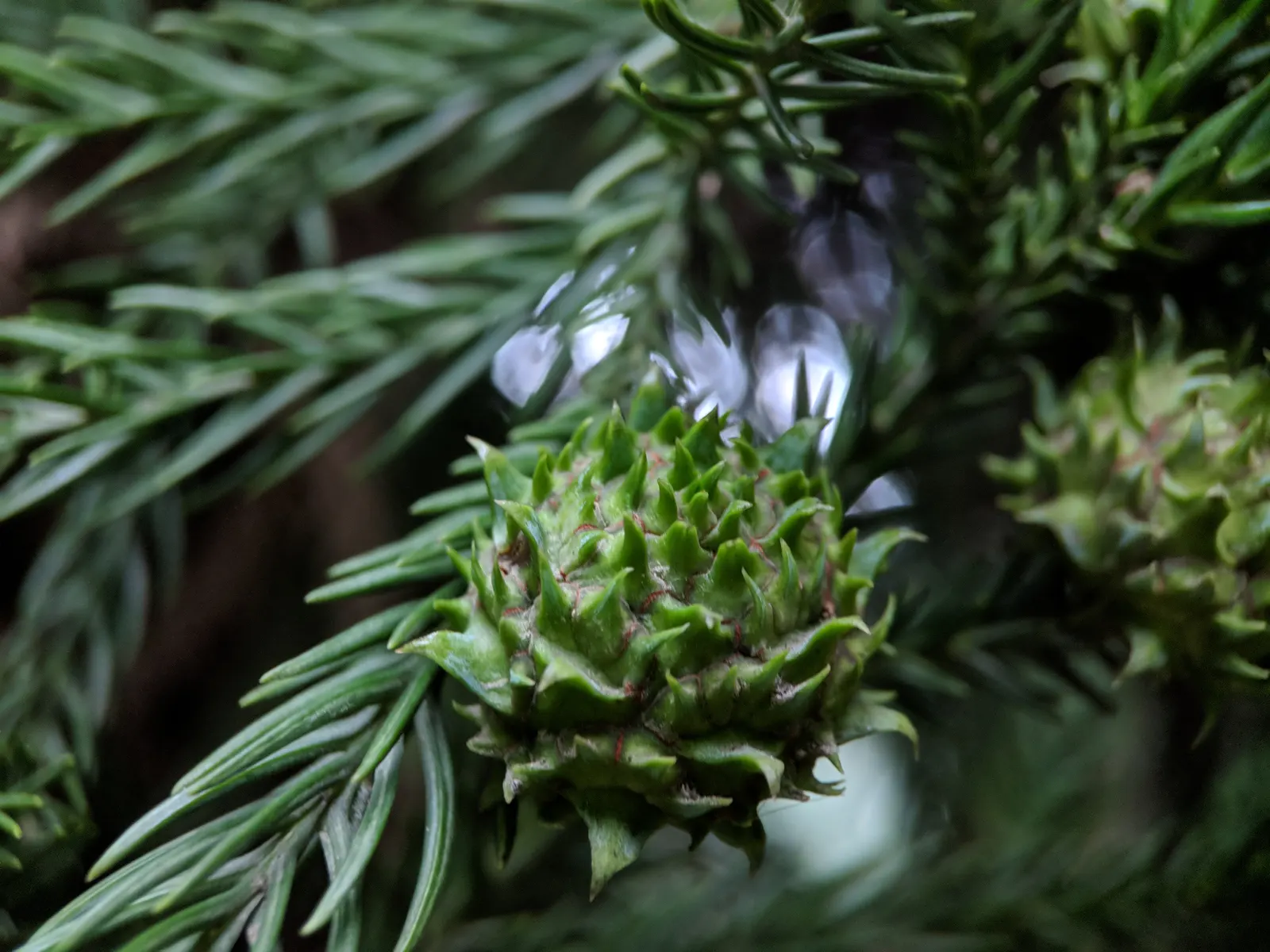 Japanese Cedar (Cryptomeria Japonica) — is a stately evergreen conifer with a pyramidal form