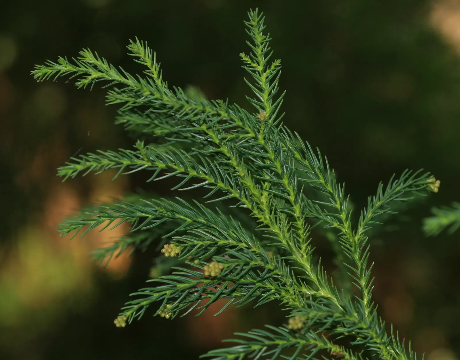 Japanese Cedar (Cryptomeria Japonica) — is a stately evergreen conifer with a pyramidal form; soft needles spiraling around the stems, image 71