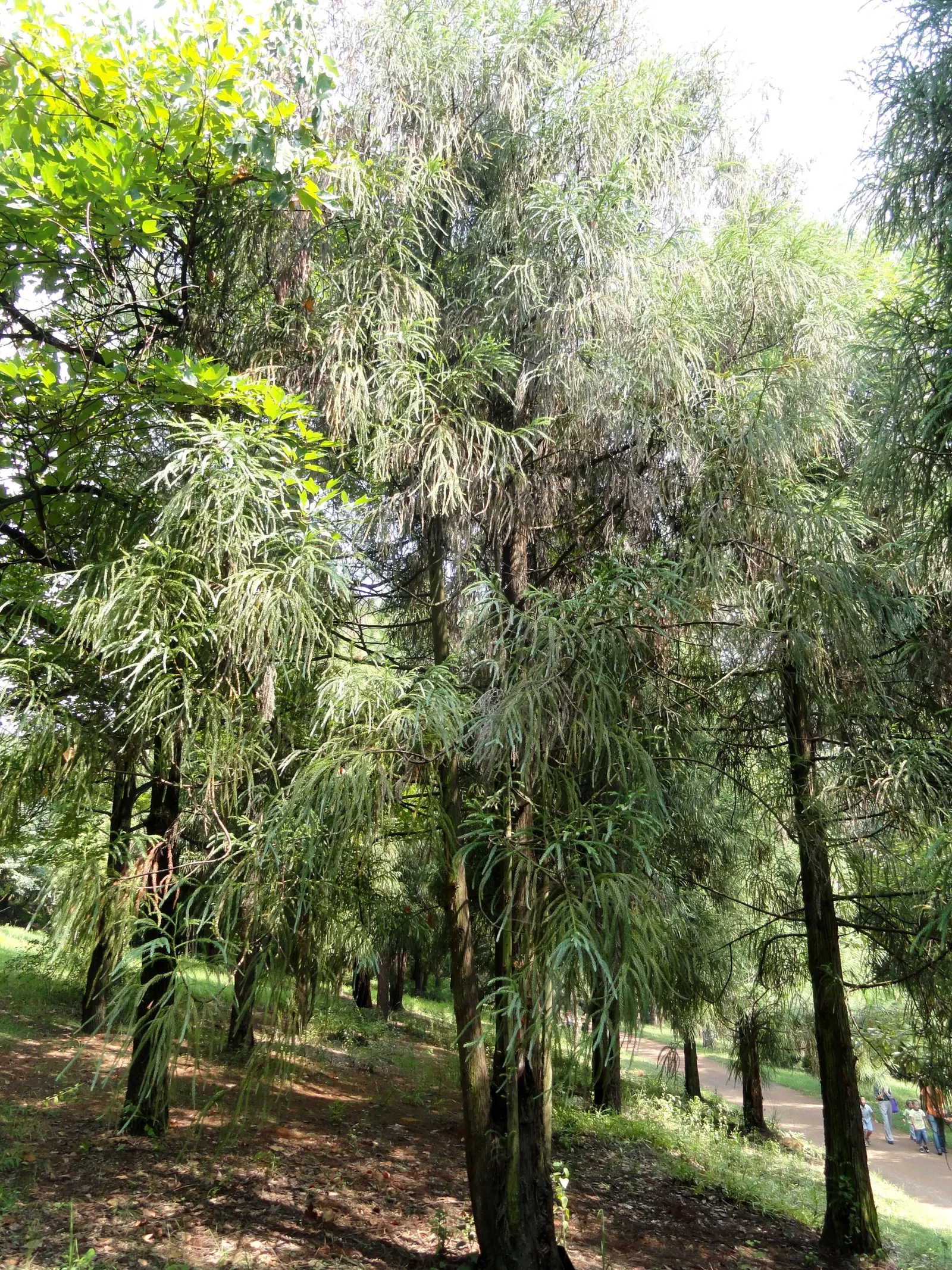 Japanese Cedar (Cryptomeria Japonica) — Preferring full sun to partial shade, this monotypic genus thrives in moist, well-drained soils