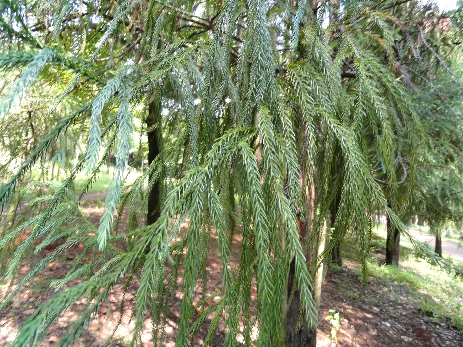 Japanese Cedar (Cryptomeria Japonica) — These needles undergo a seasonal transformation; cryptomeria japonica serves as an excellent privacy screen or