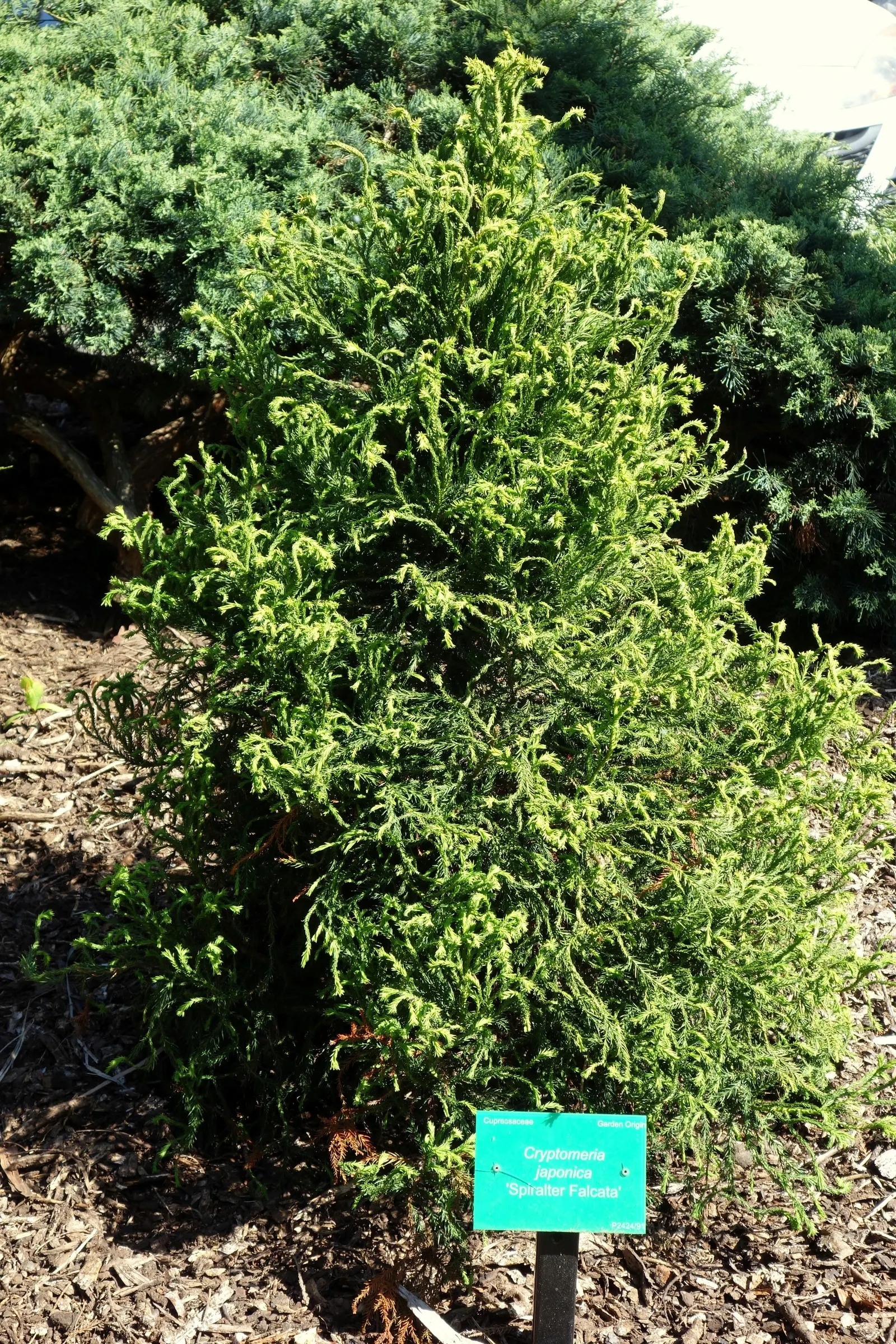 Japanese Cedar (Cryptomeria Japonica) — Its needle-like leaves exhibit a rich green hue, turning bronze in cold weather; is a stately evergreen conifer with a