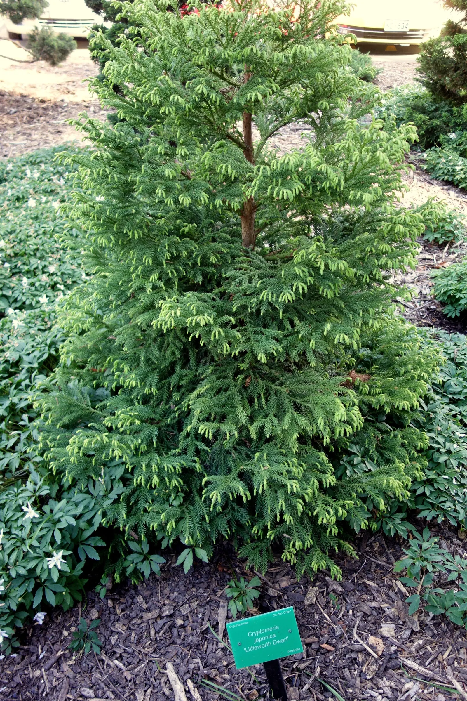 Japanese Cedar (Cryptomeria Japonica) — adding year-round interest to the landscape.<br><br>Suitable for USDA hardiness zones 5 through 9