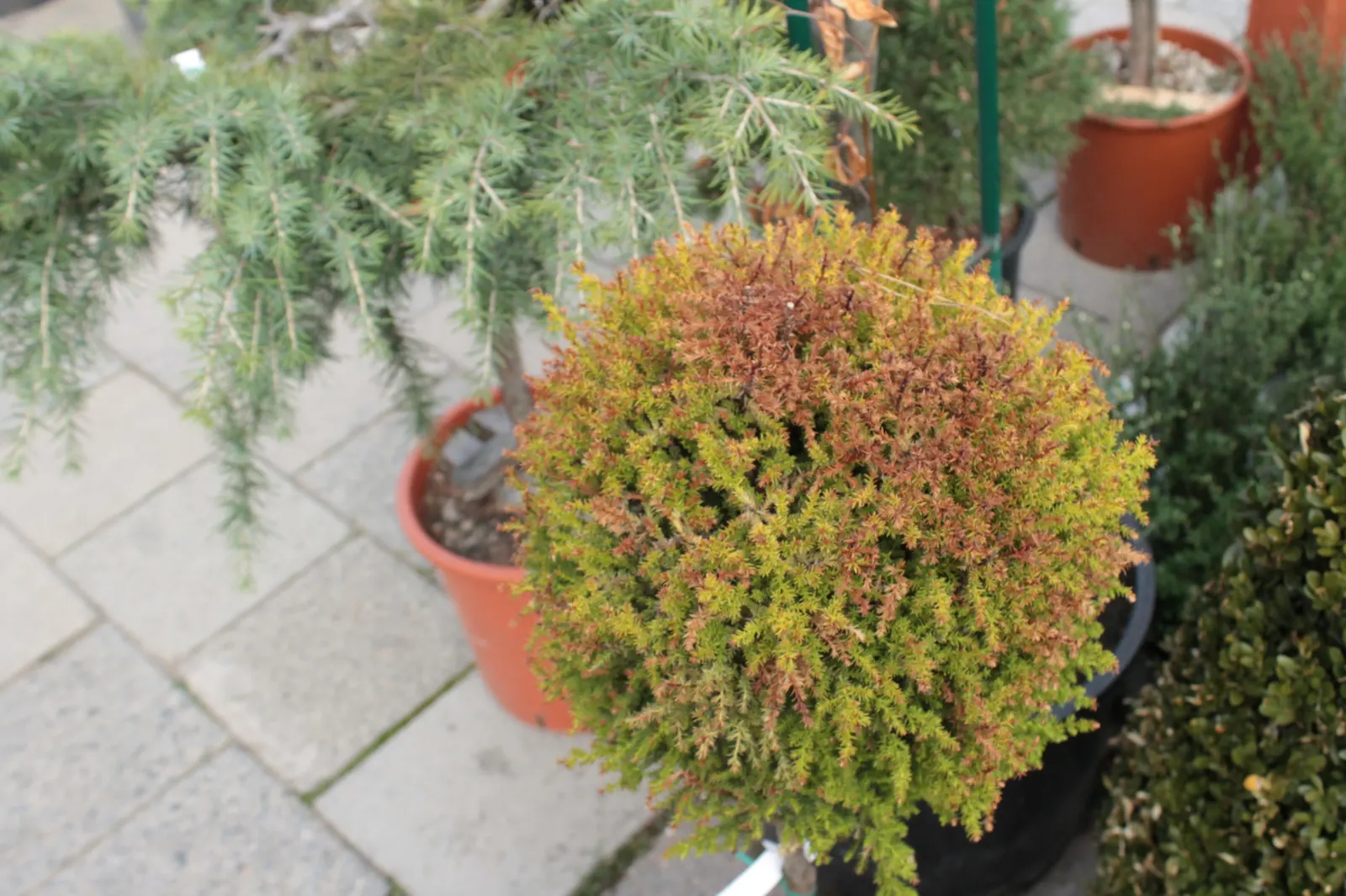 Japanese Cedar (Cryptomeria Japonica) — It prefers moist, well-draining soil with an acidic to neutral pH; commonly known as Japanese Cedar, image 63