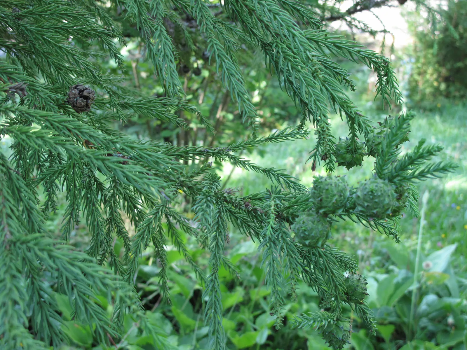 Japanese Cedar (Cryptomeria Japonica) — Cryptomeria japonica serves as an excellent privacy screen or windbreak due to its dense growth habit; adding