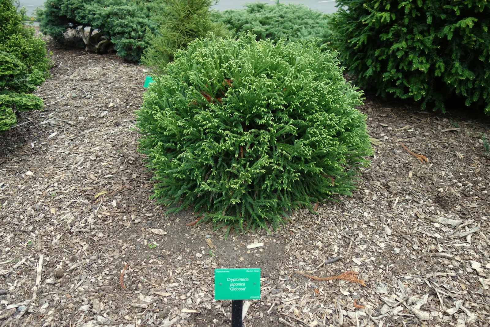 Japanese Cedar (Cryptomeria Japonica) — with a broad canopy spread of 20 to 30 feet when mature