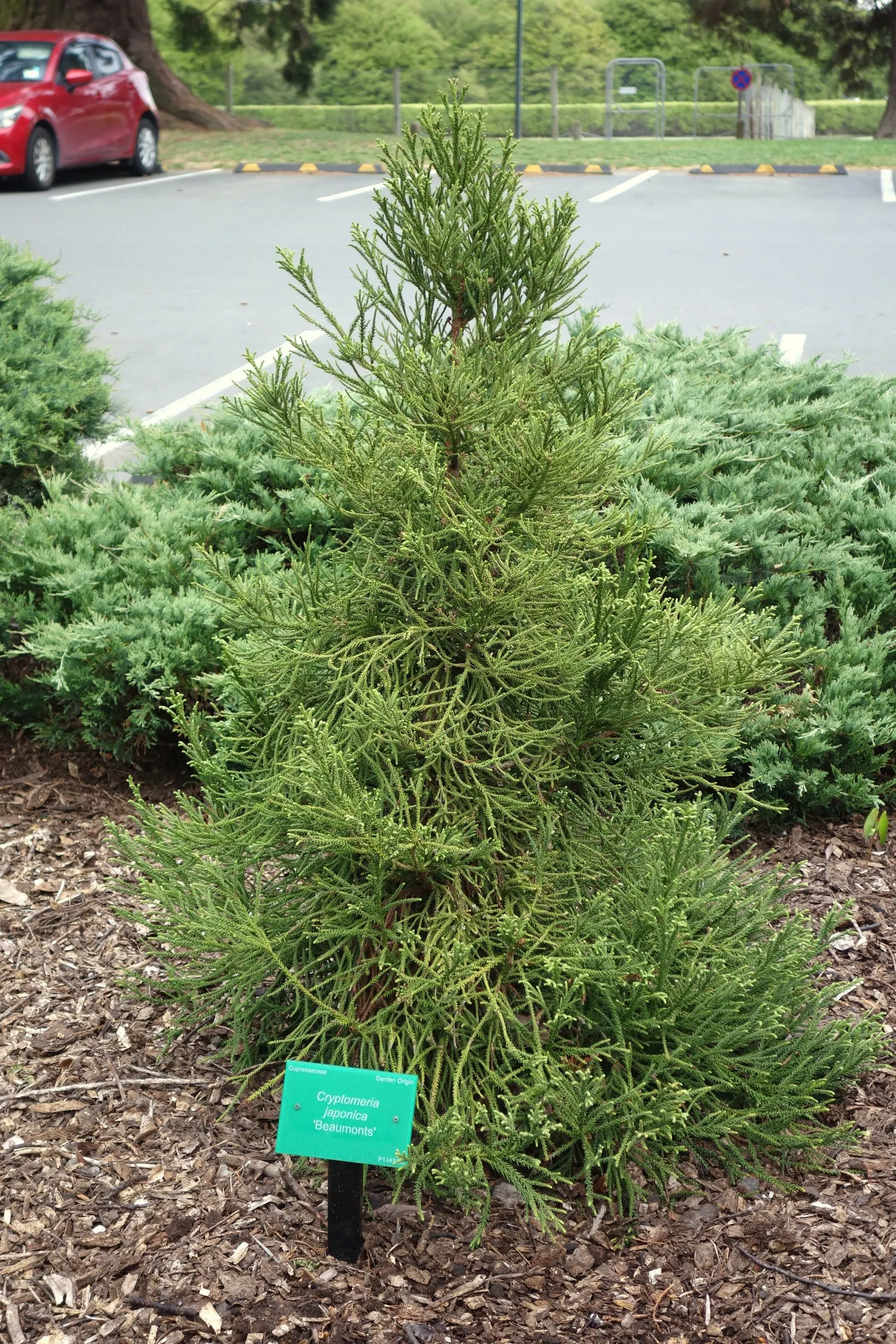 Japanese Cedar (Cryptomeria Japonica) — With proper care and situational awareness; its reddish-brown, exfoliating bark and tiered branches add, image 67
