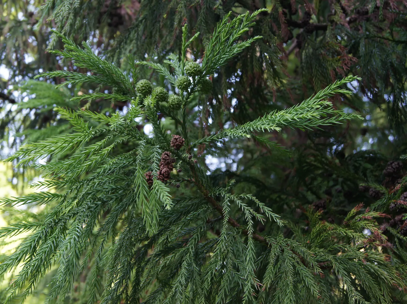 Japanese Cedar (Cryptomeria Japonica) — the Japanese Cedar thrives in full sun to partial shade
