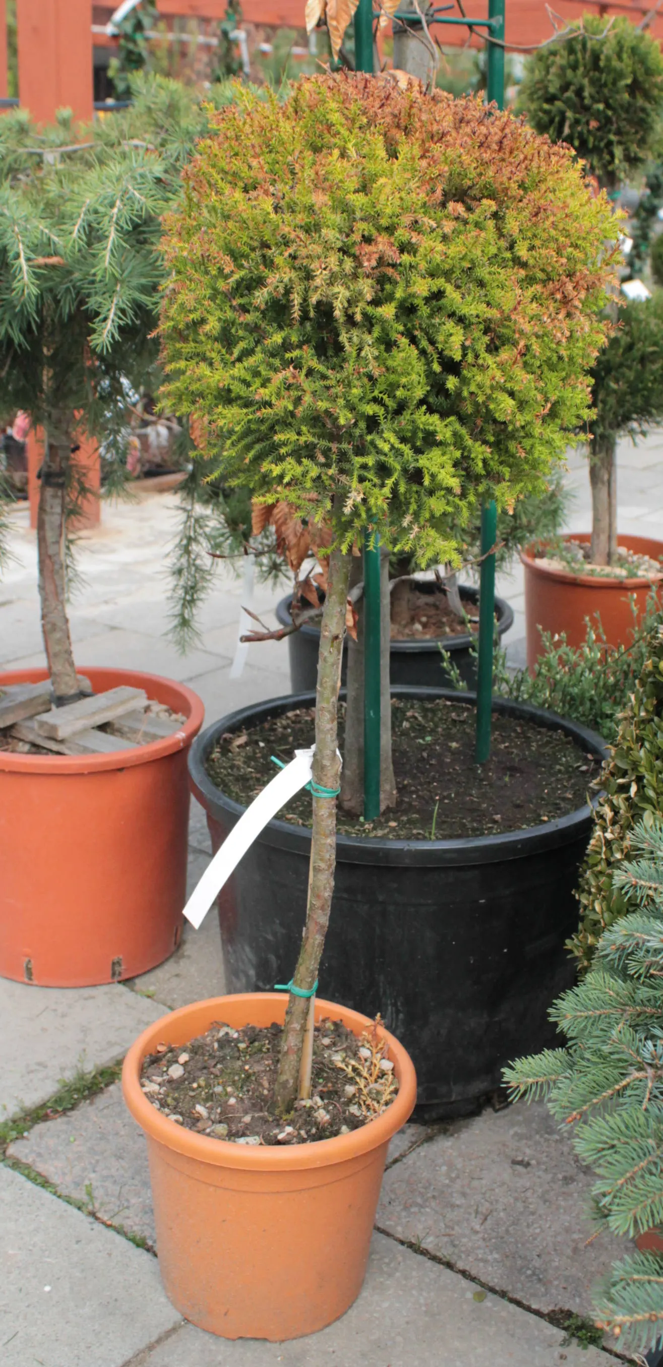 Japanese Cedar (Cryptomeria Japonica) — adopting a bronzy hue in colder months
