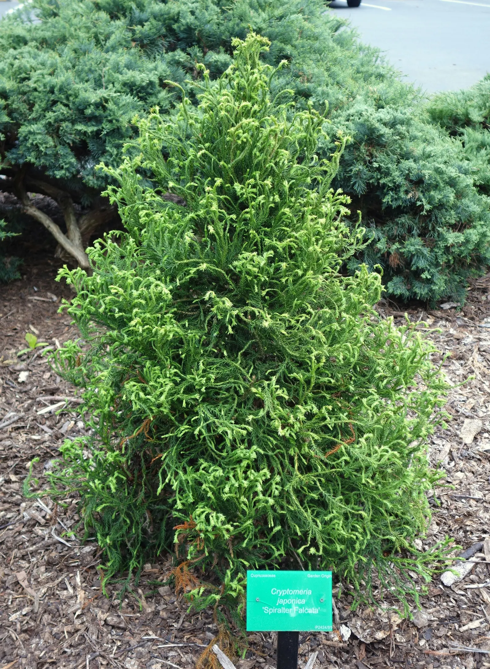 Japanese Cedar (Cryptomeria Japonica) — this elegant tree can be a long-lived and captivating element in your landscape