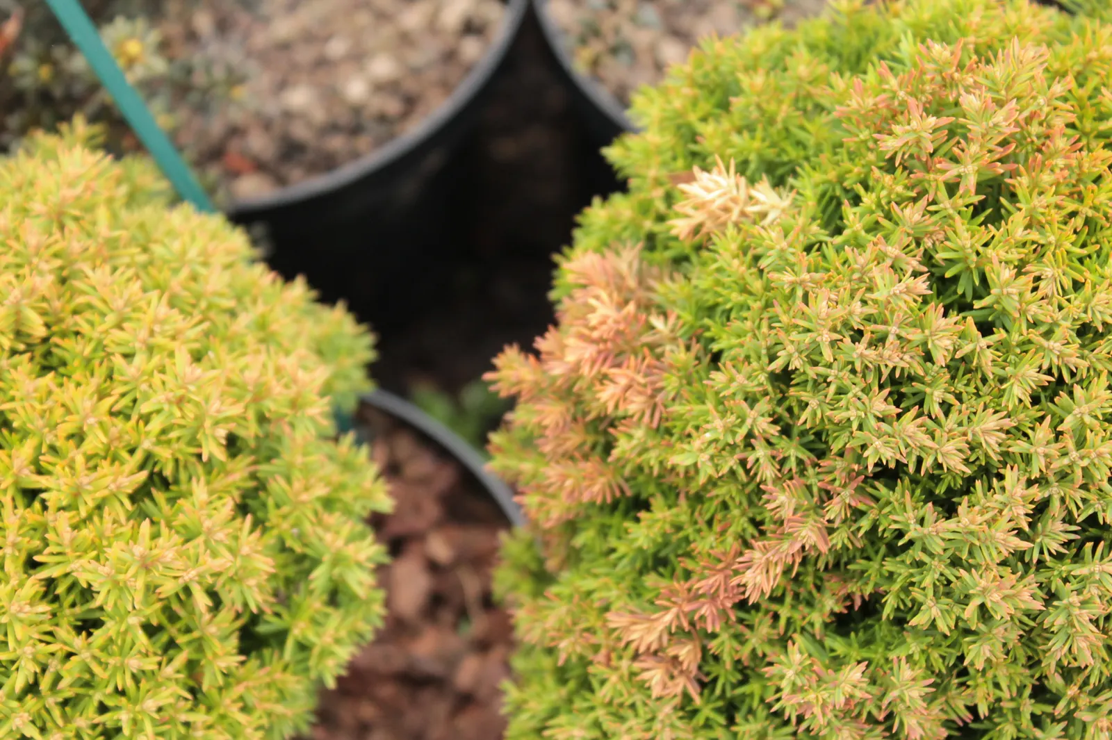 Japanese Cedar (Cryptomeria Japonica) — soft needles spiraling around the stems