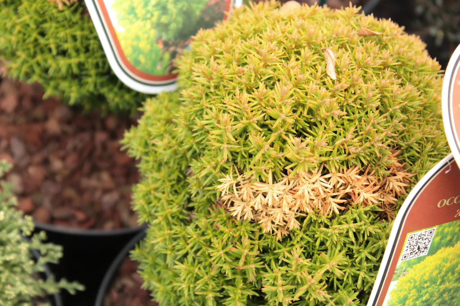 Japanese Cedar (Cryptomeria Japonica) — Its ability to resist deer browsing also makes it a practical choice for gardens in rural areas; this, image 66