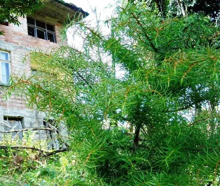 Japanese Cedar (Cryptomeria Japonica) — reaching up to 60 feet in height and 20-30 feet in spread